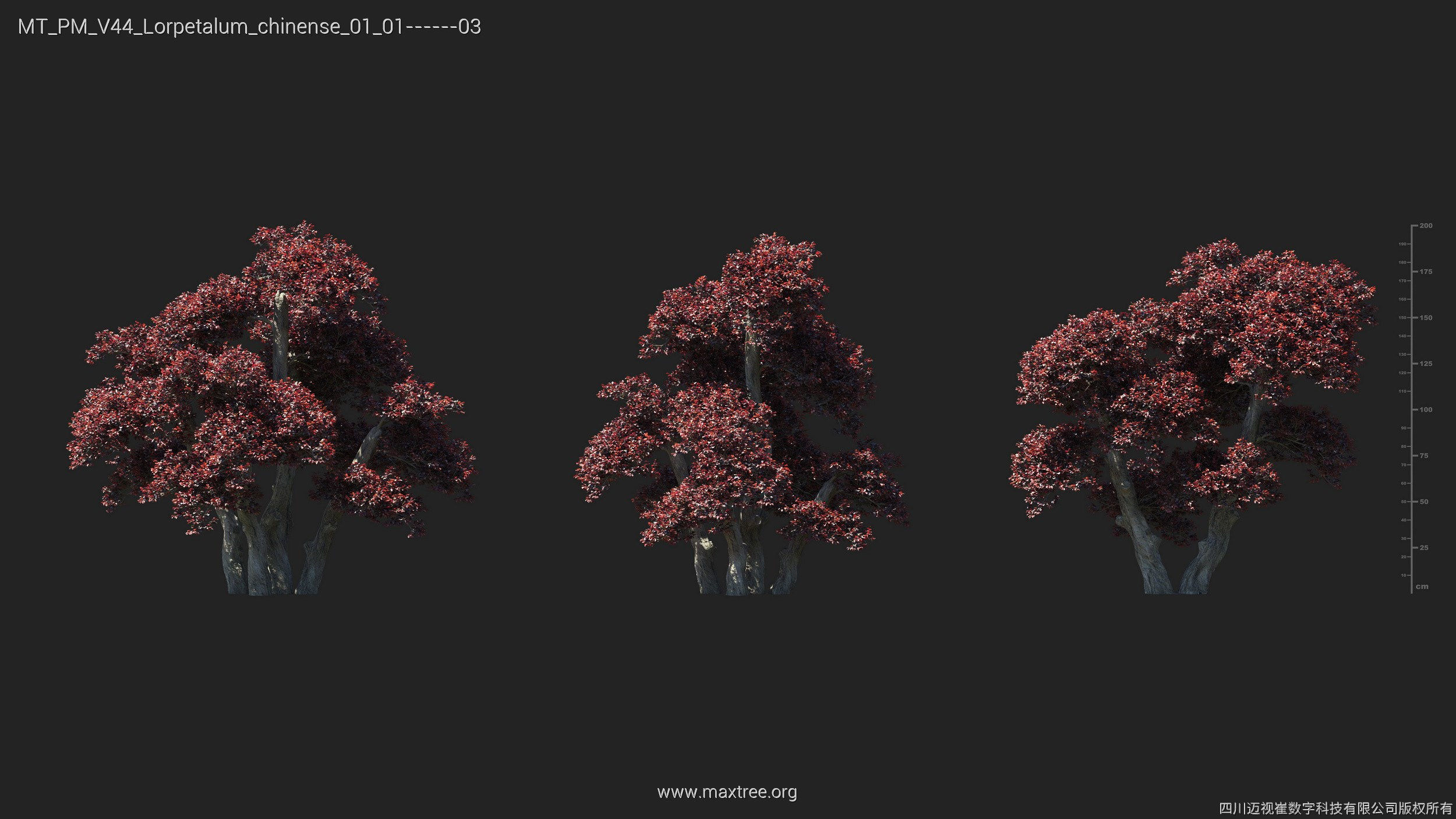 Maxtree Plant Models Vol 44 - Mesh 3D model_32