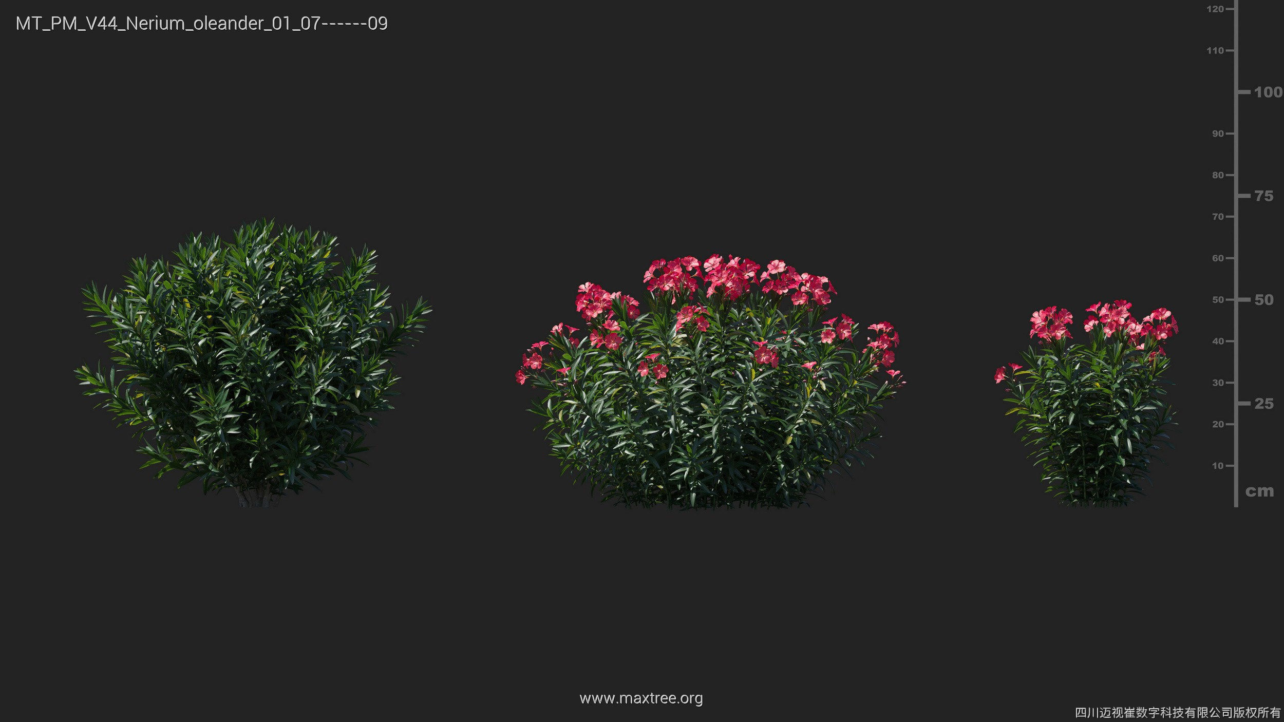 Maxtree Plant Models Vol 44 - Mesh 3D model_37