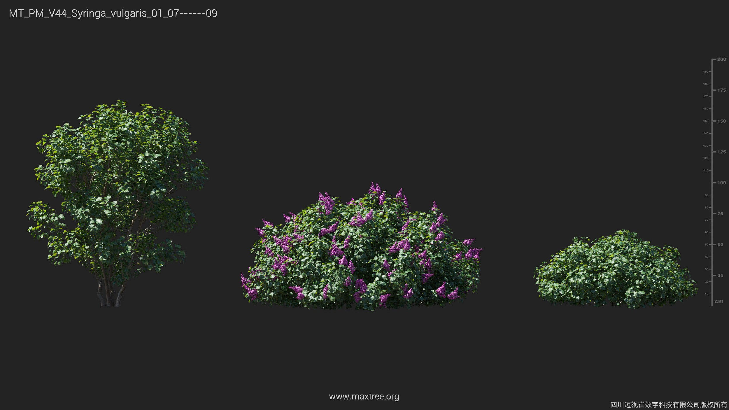 Maxtree Plant Models Vol 44 - Mesh 3D model_40