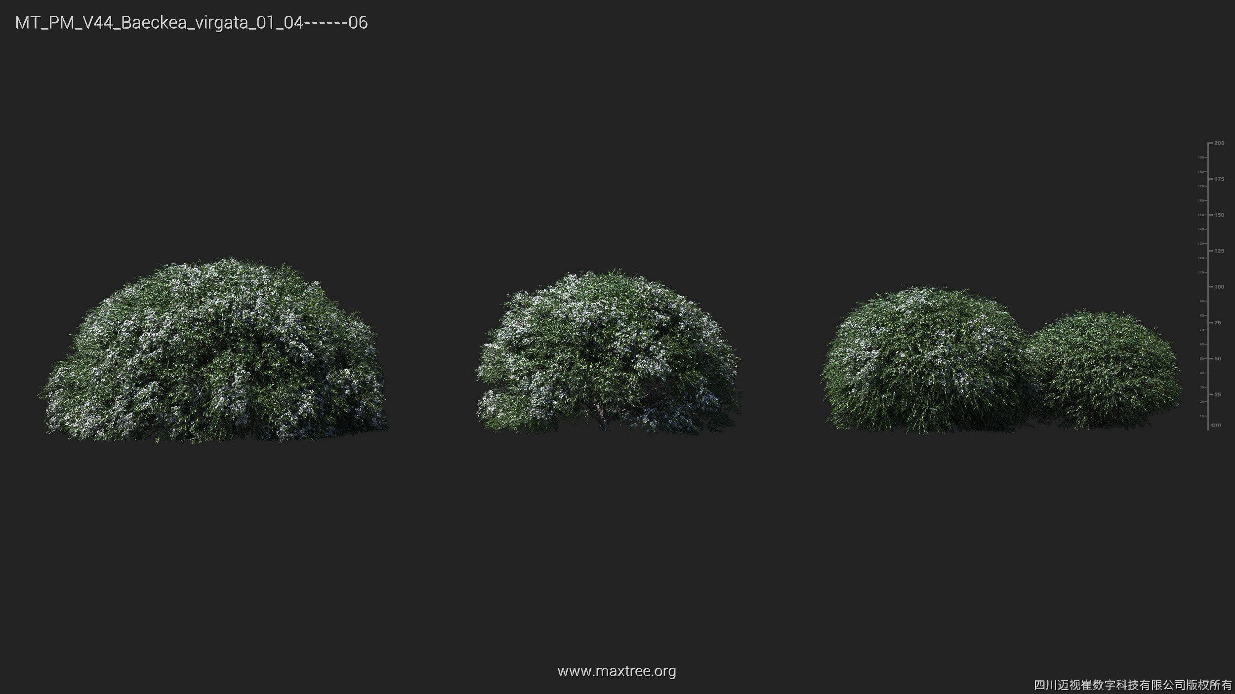 Maxtree Plant Models Vol 44 - Mesh 3D model_6
