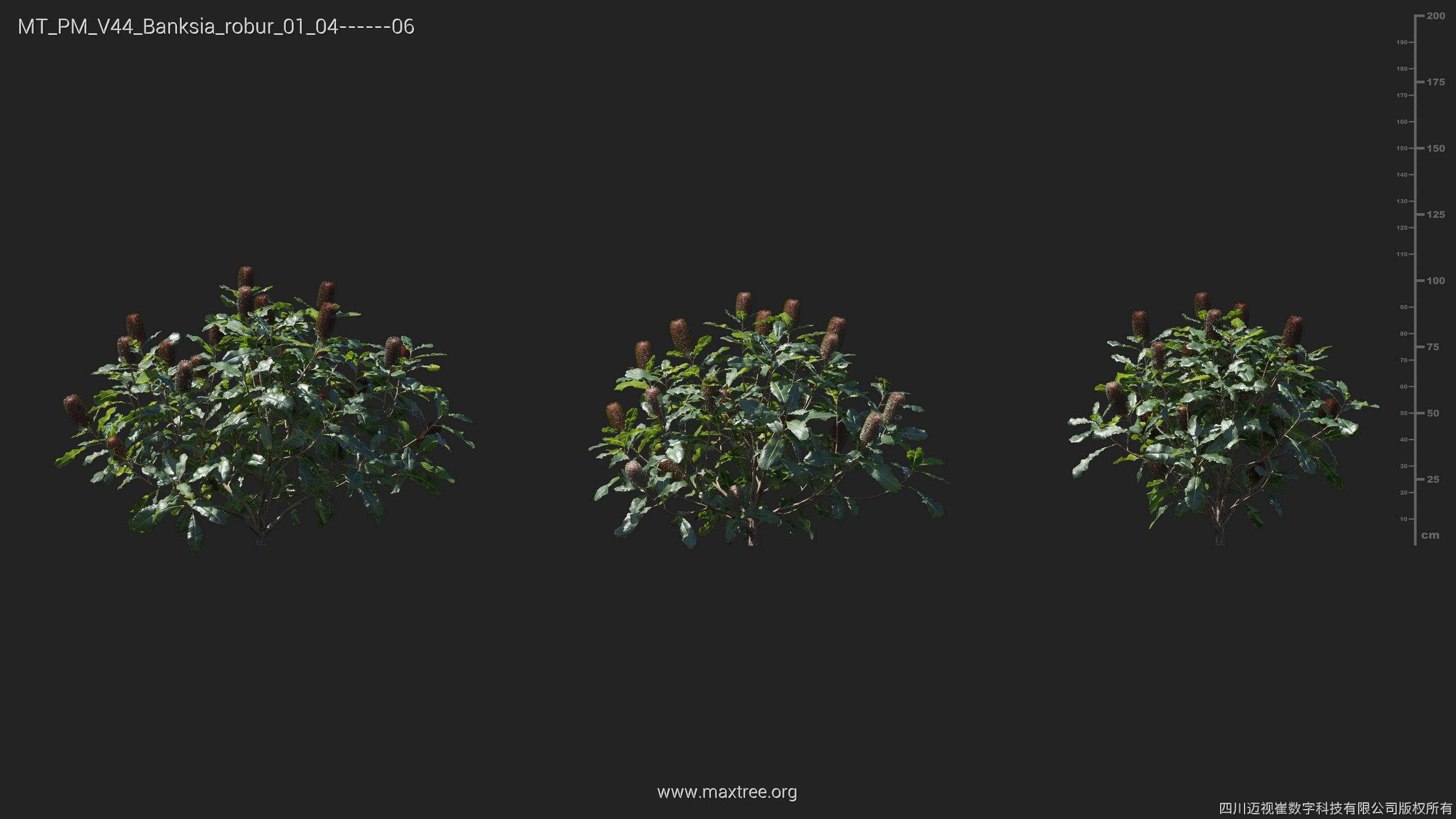 Maxtree Plant Models Vol 44 - Mesh 3D model_9