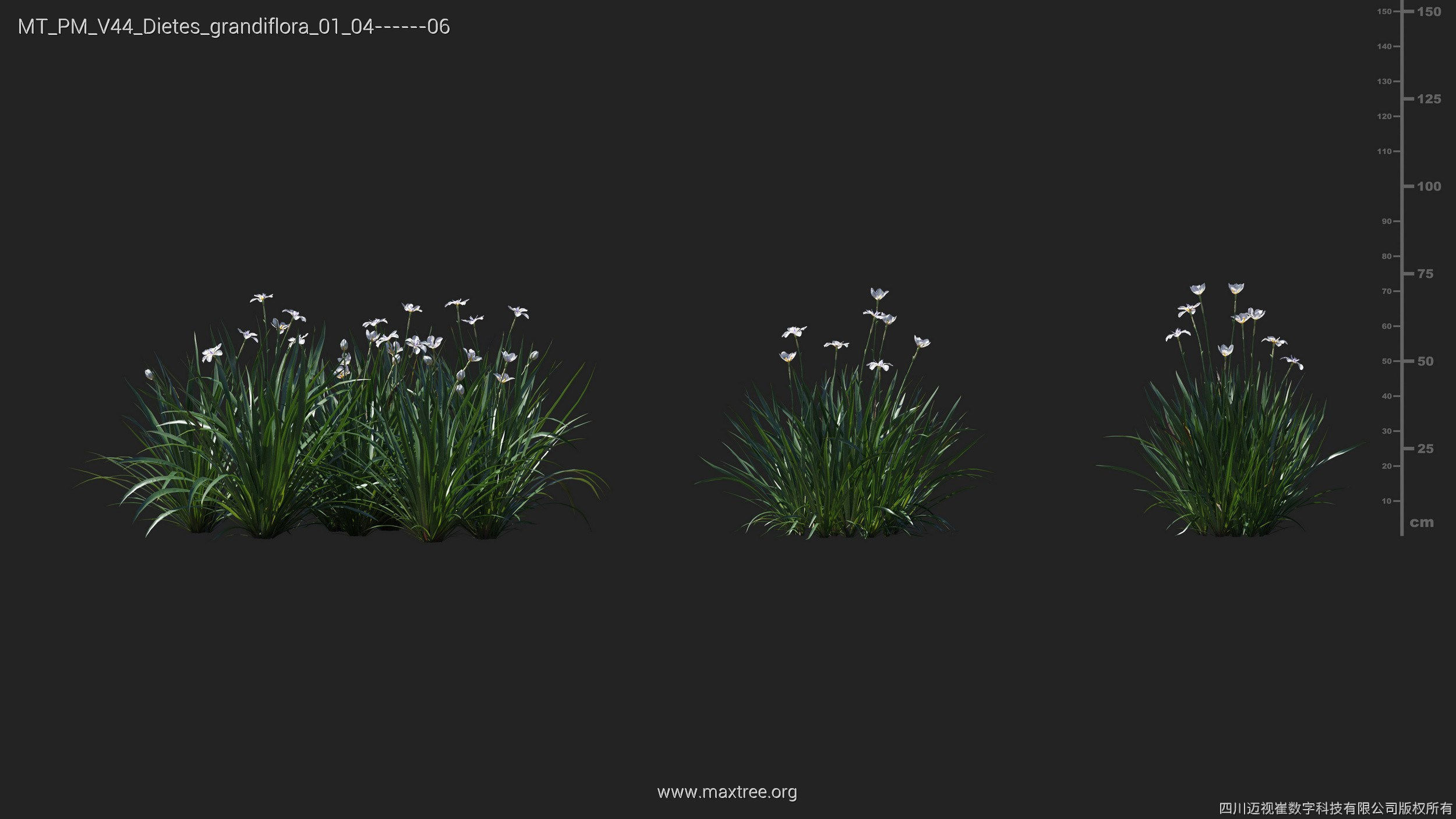 Maxtree Plant Models Vol 44 - Mesh 3D model_21