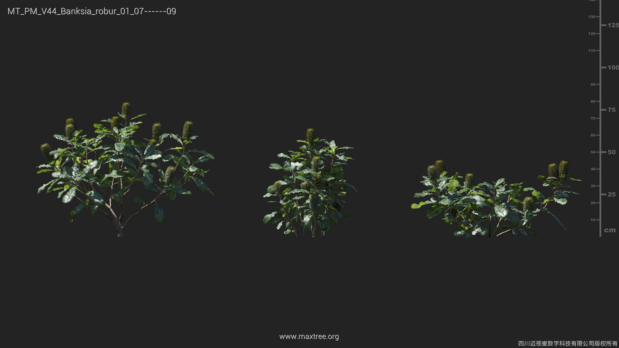 Maxtree Plant Models Vol 44 - Mesh 3D model_10