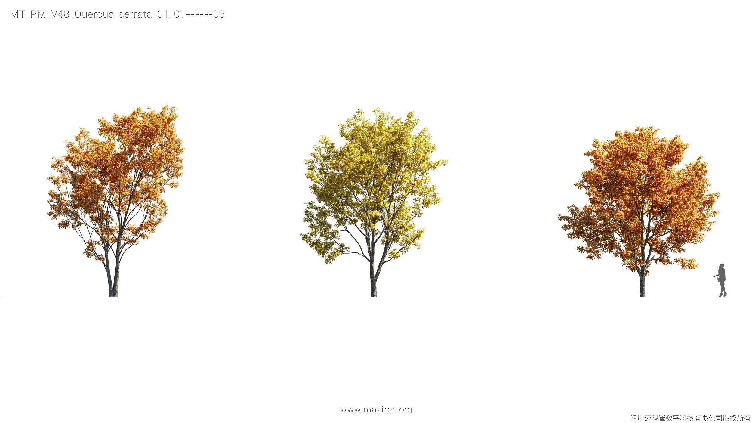 Maxtree Plant Models Vol 47 - Mesh 3D model_45
