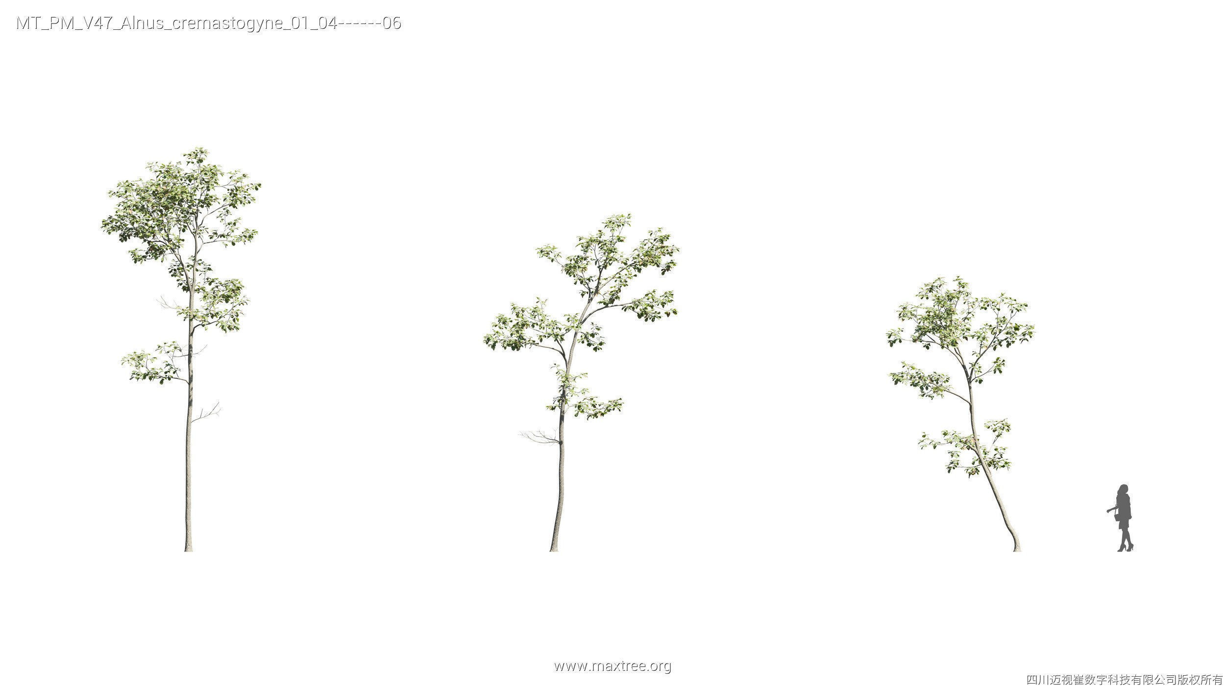 Maxtree Plant Models Vol 47 - Mesh 3D model_3