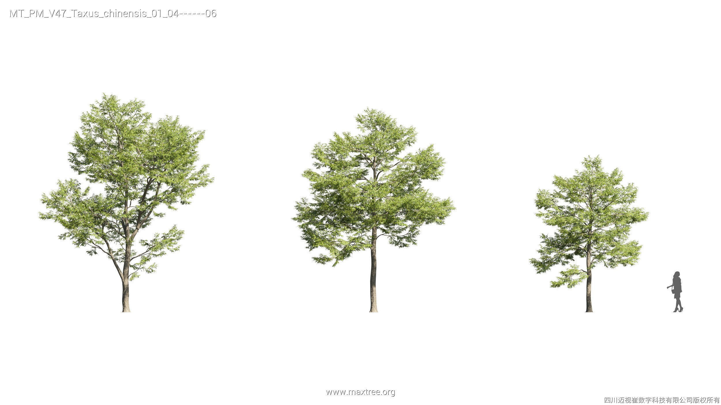 Maxtree Plant Models Vol 47 - Mesh 3D model_9