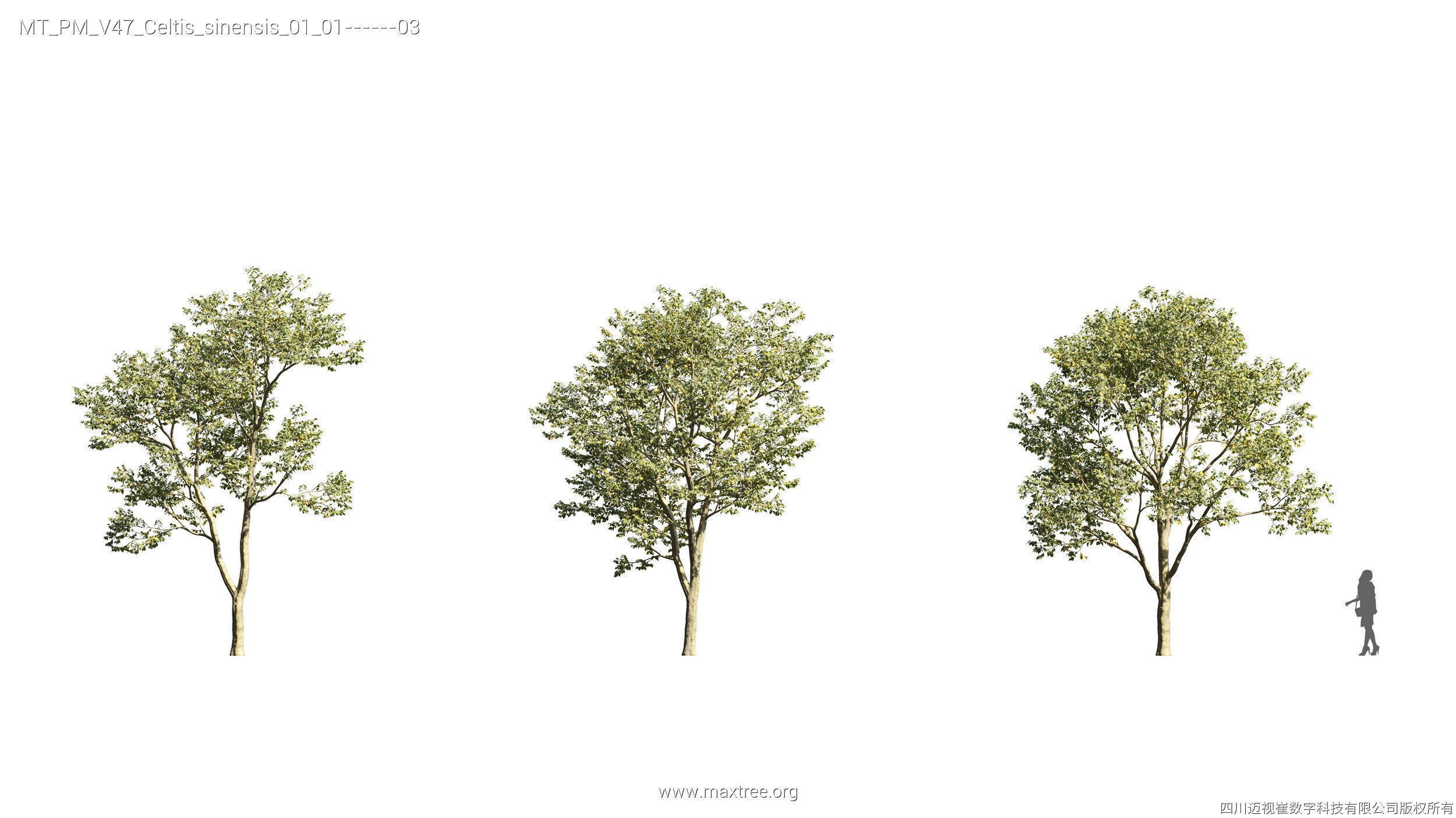 Maxtree Plant Models Vol 47 - Mesh 3D model_18
