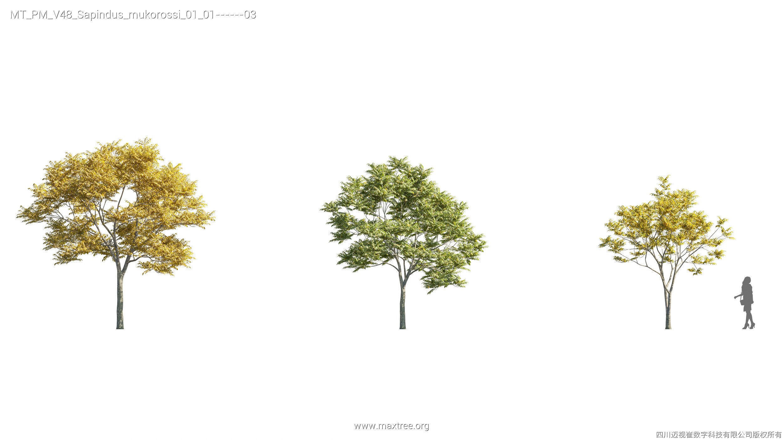 Maxtree Plant Models Vol 47 - Mesh 3D model_49