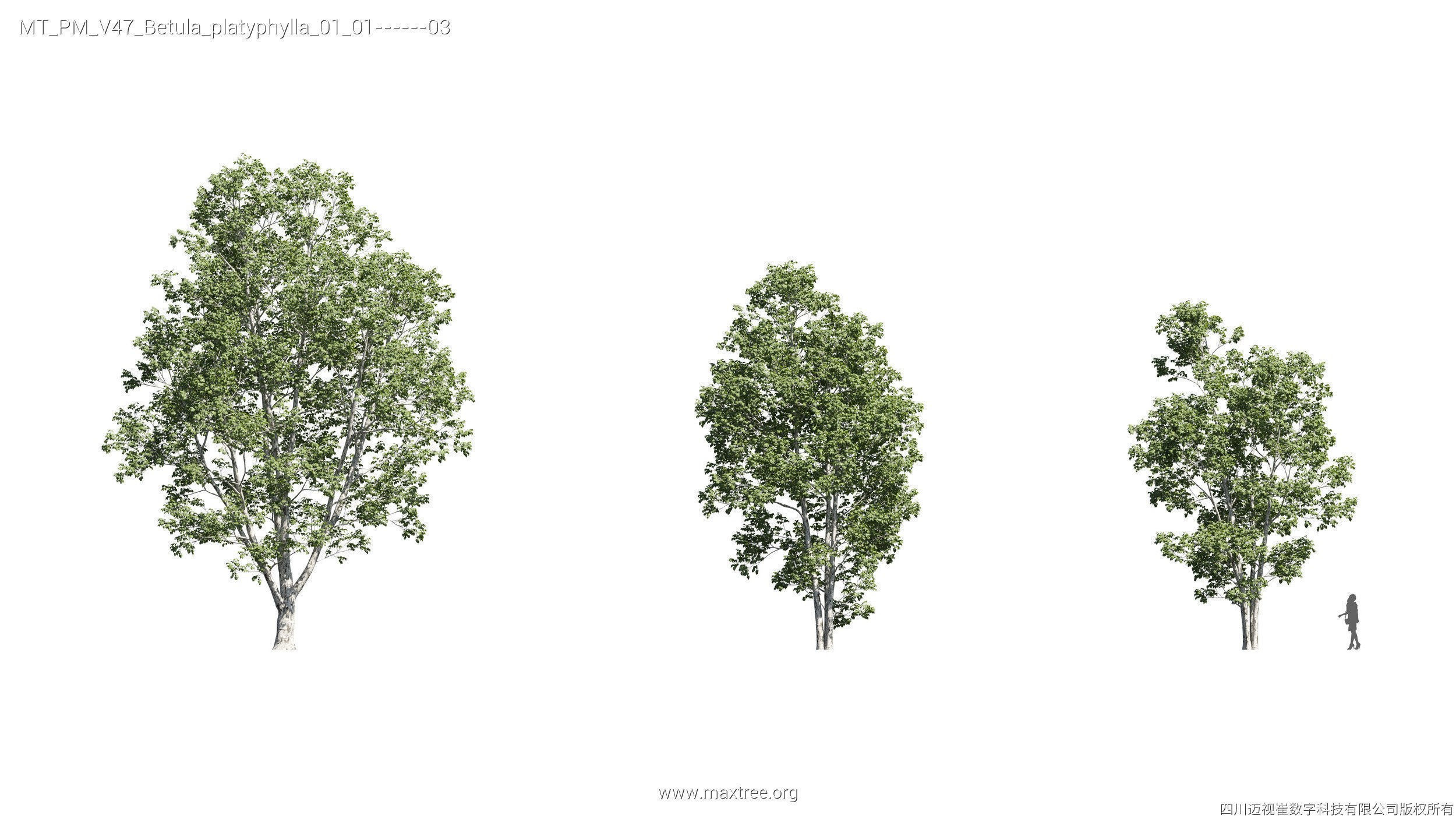 Maxtree Plant Models Vol 47 - Mesh 3D model_13