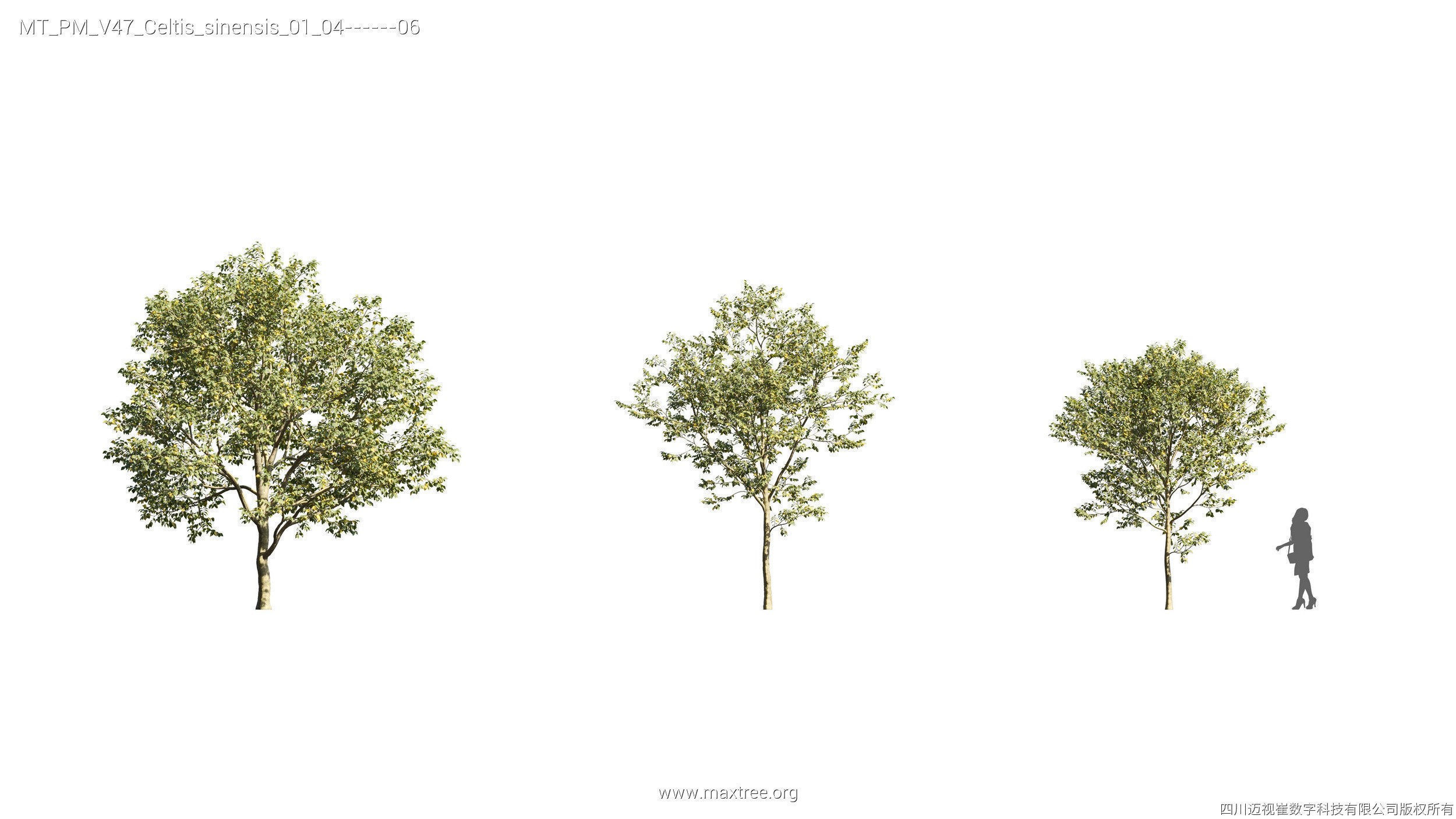 Maxtree Plant Models Vol 47 - Mesh 3D model_10