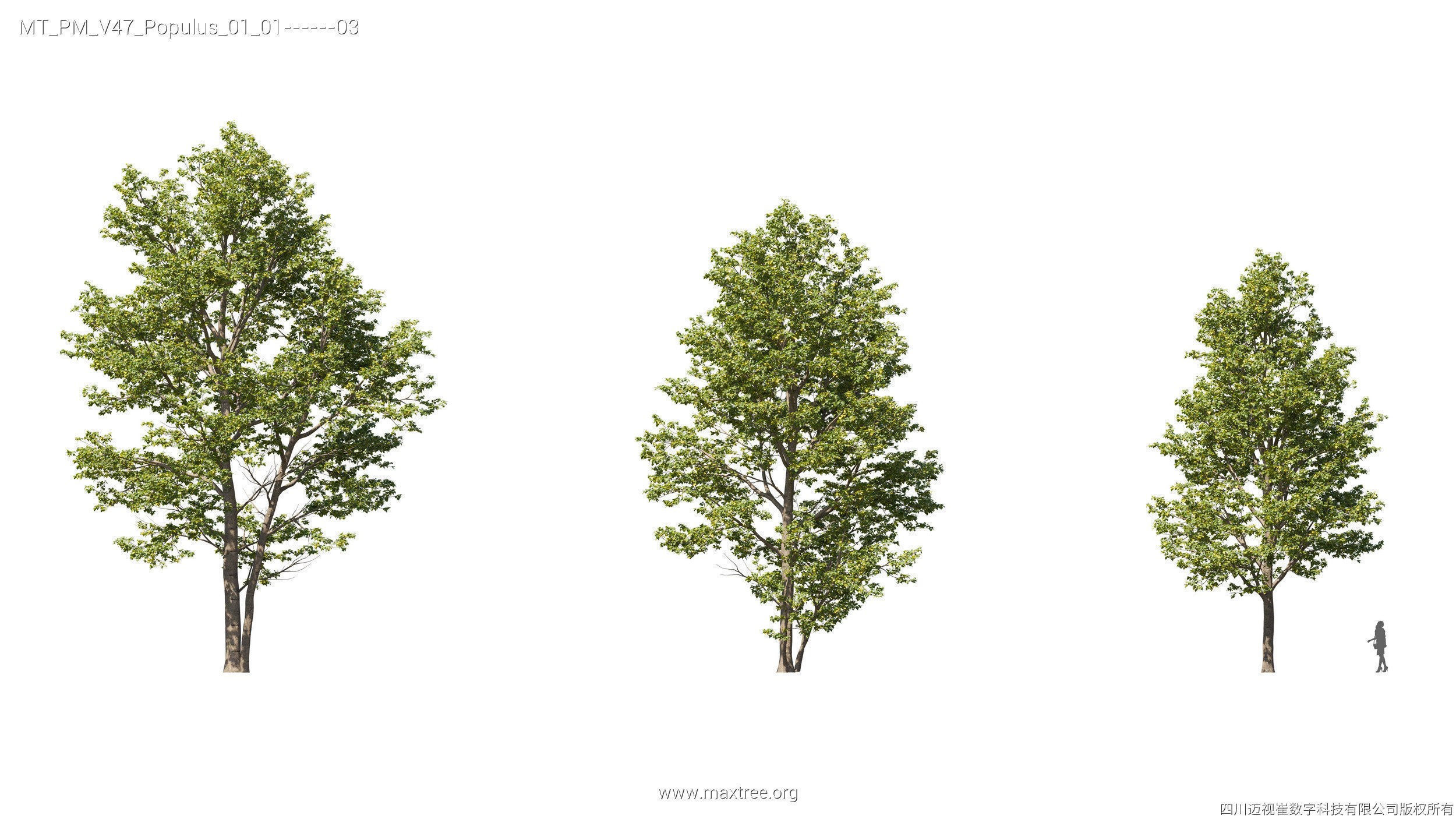 Maxtree Plant Models Vol 47 - Mesh 3D model_20