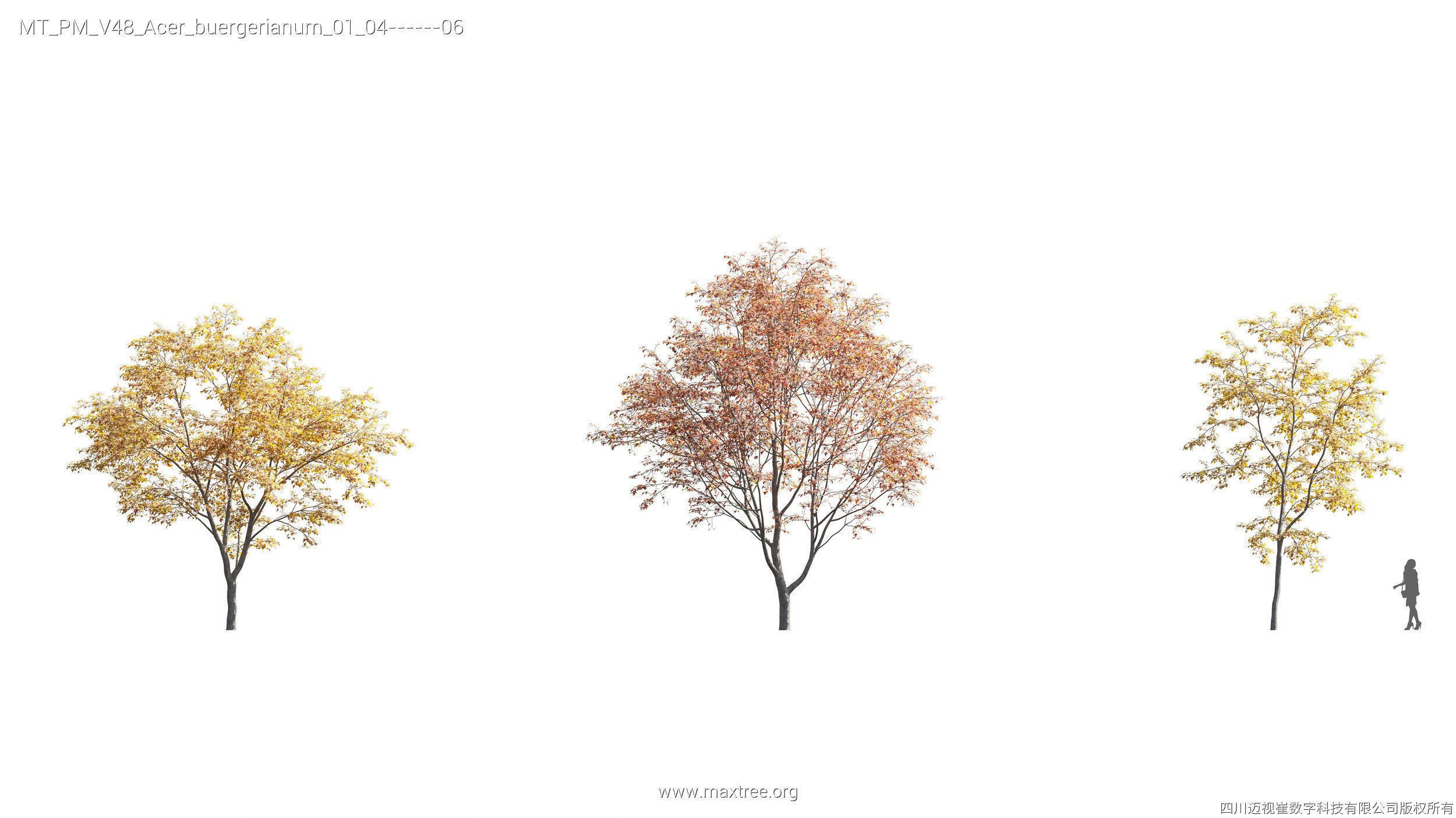 Maxtree Plant Models Vol 47 - Mesh 3D model_31