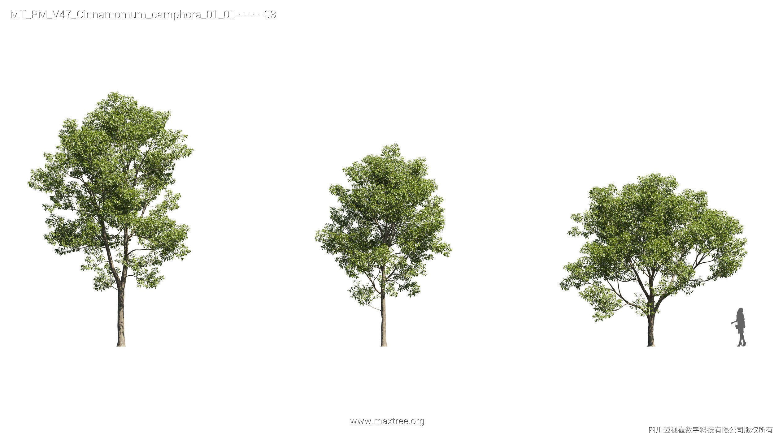 Maxtree Plant Models Vol 47 - Mesh 3D model_26