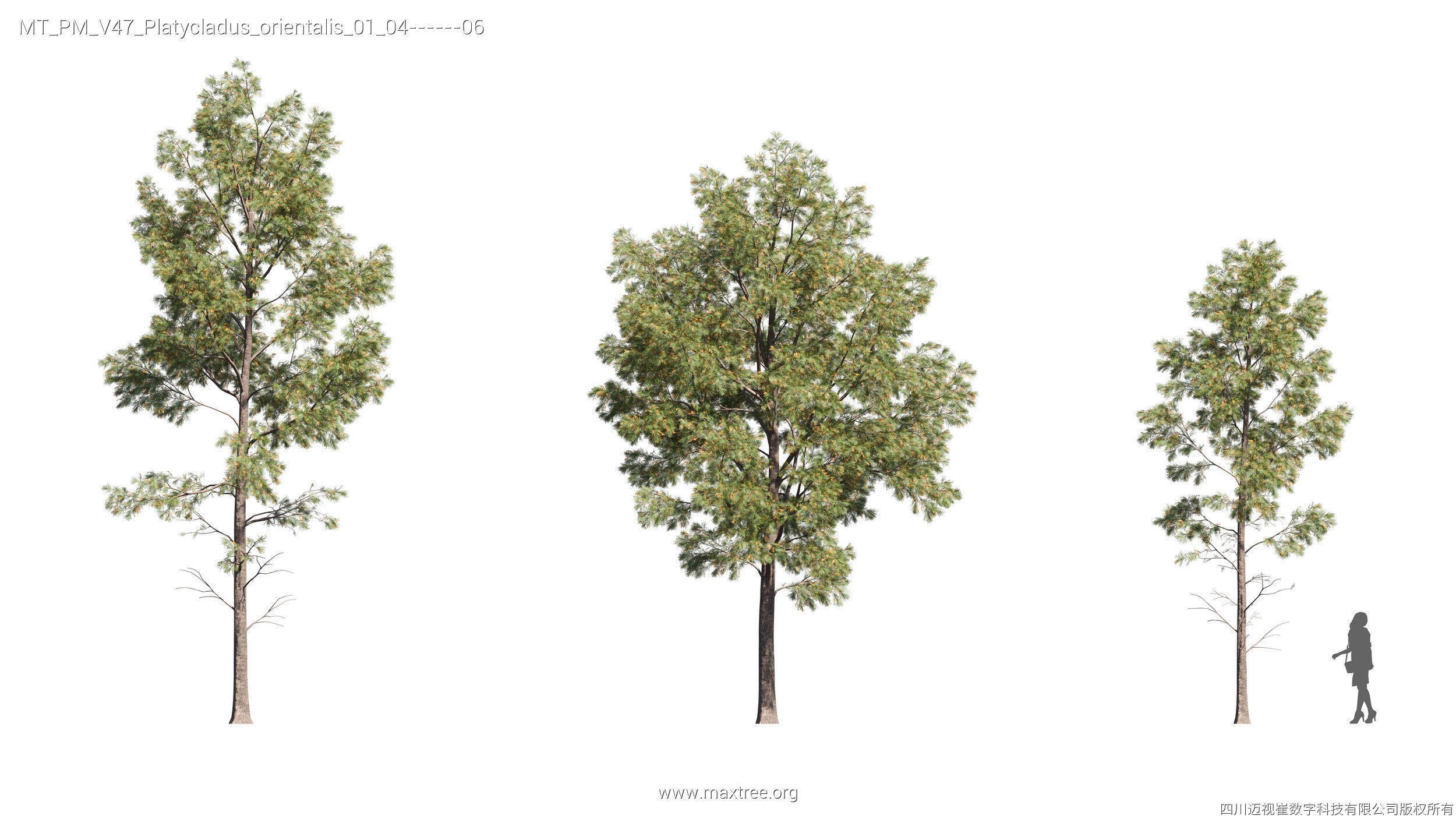 Maxtree Plant Models Vol 47 - Mesh 3D model_22
