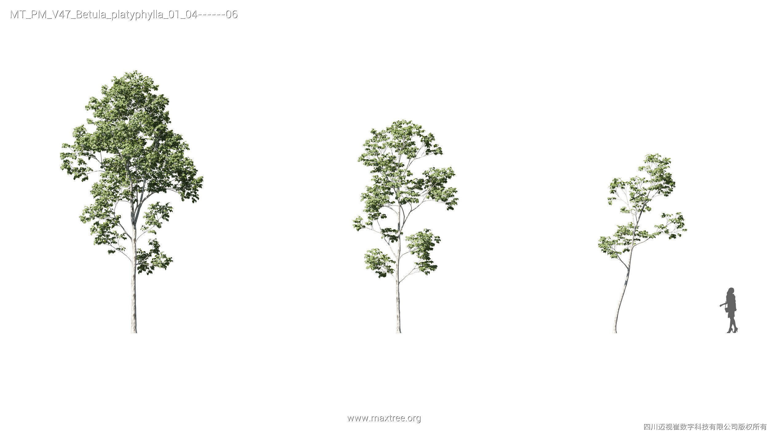 Maxtree Plant Models Vol 47 - Mesh 3D model_6
