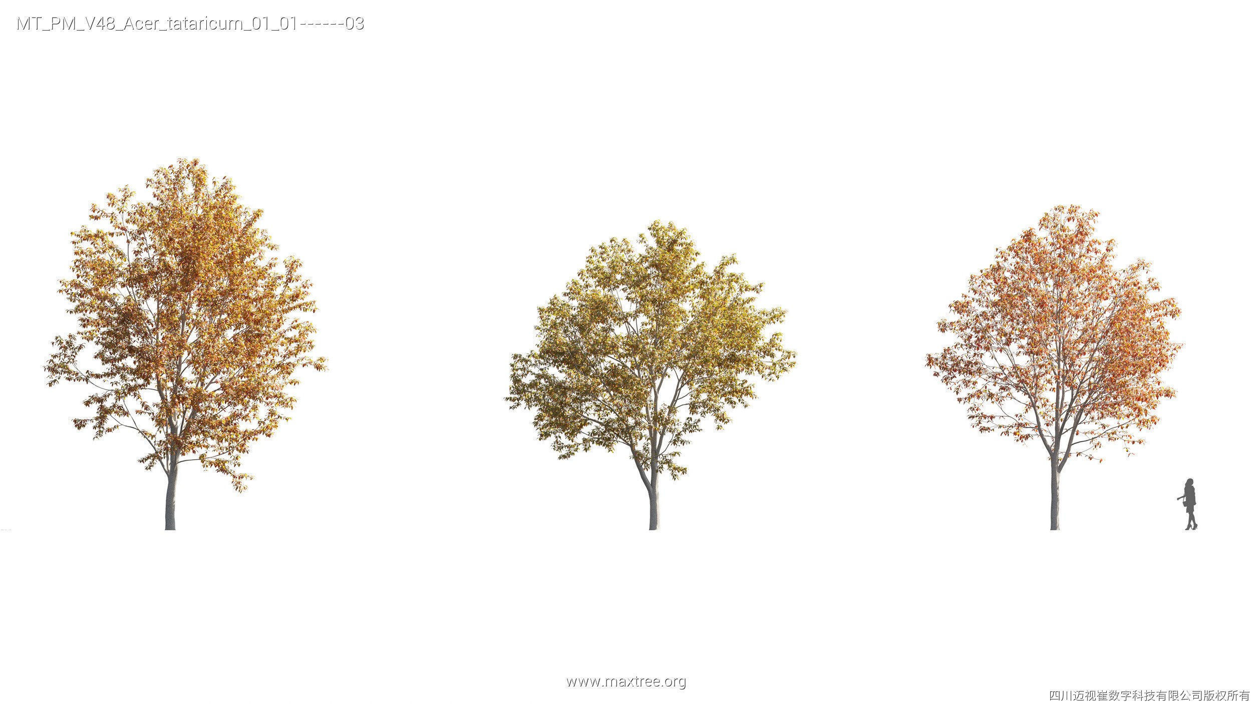 Maxtree Plant Models Vol 47 - Mesh 3D model_33