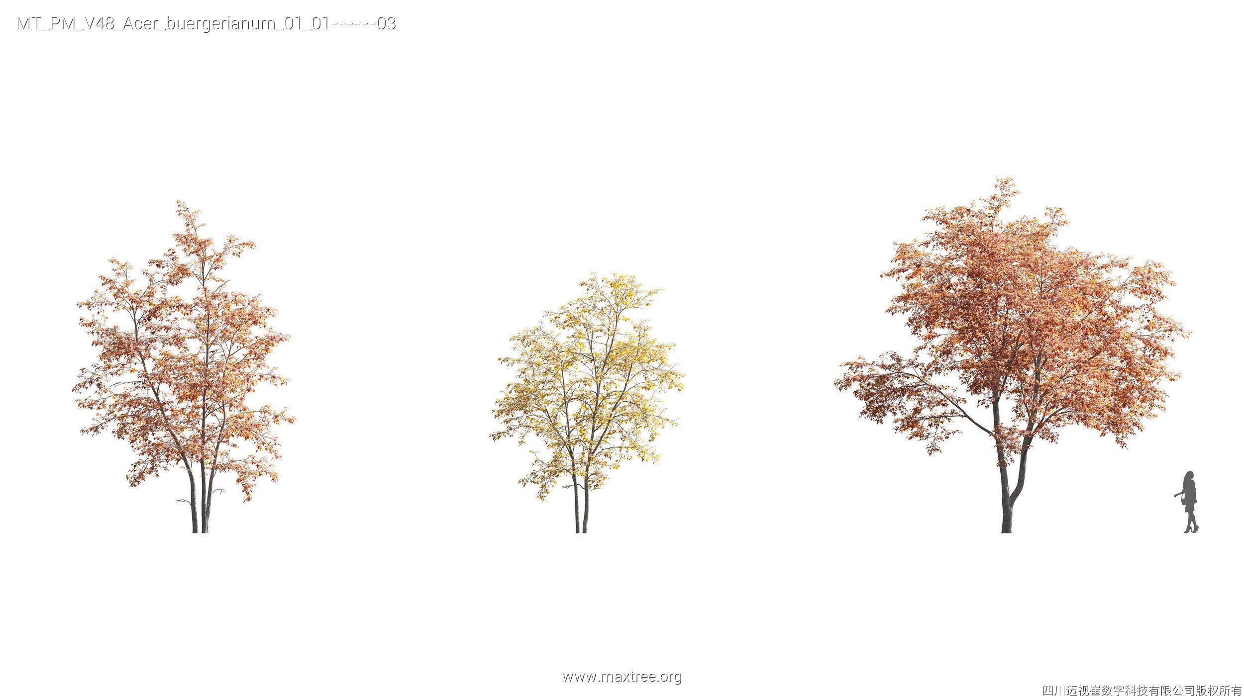 Maxtree Plant Models Vol 47 - Mesh 3D model_29