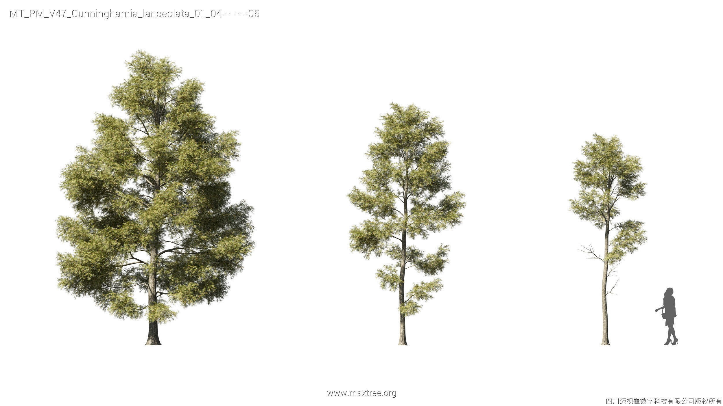 Maxtree Plant Models Vol 47 - Mesh 3D model_19