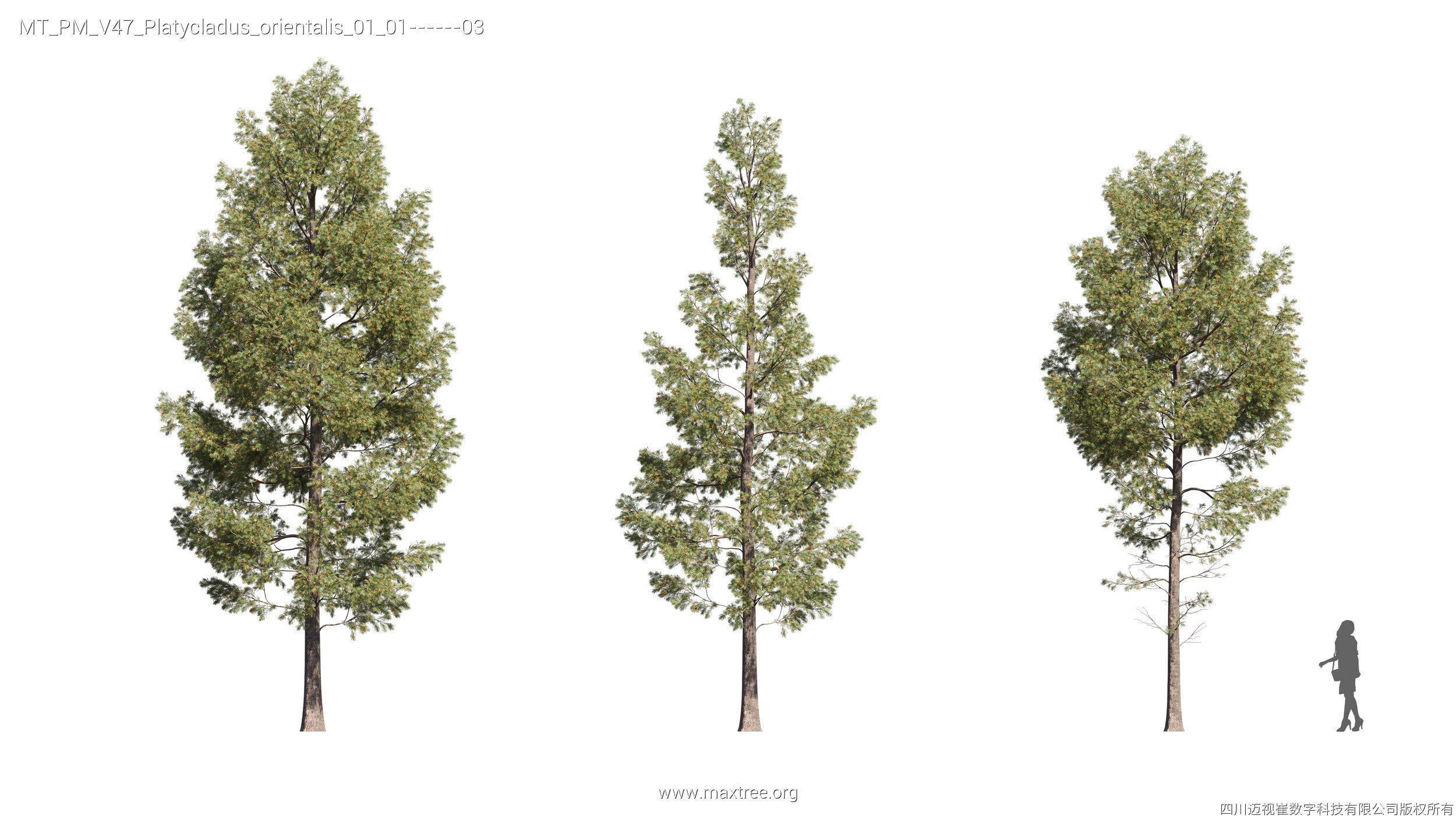 Maxtree Plant Models Vol 47 - Mesh 3D model_21