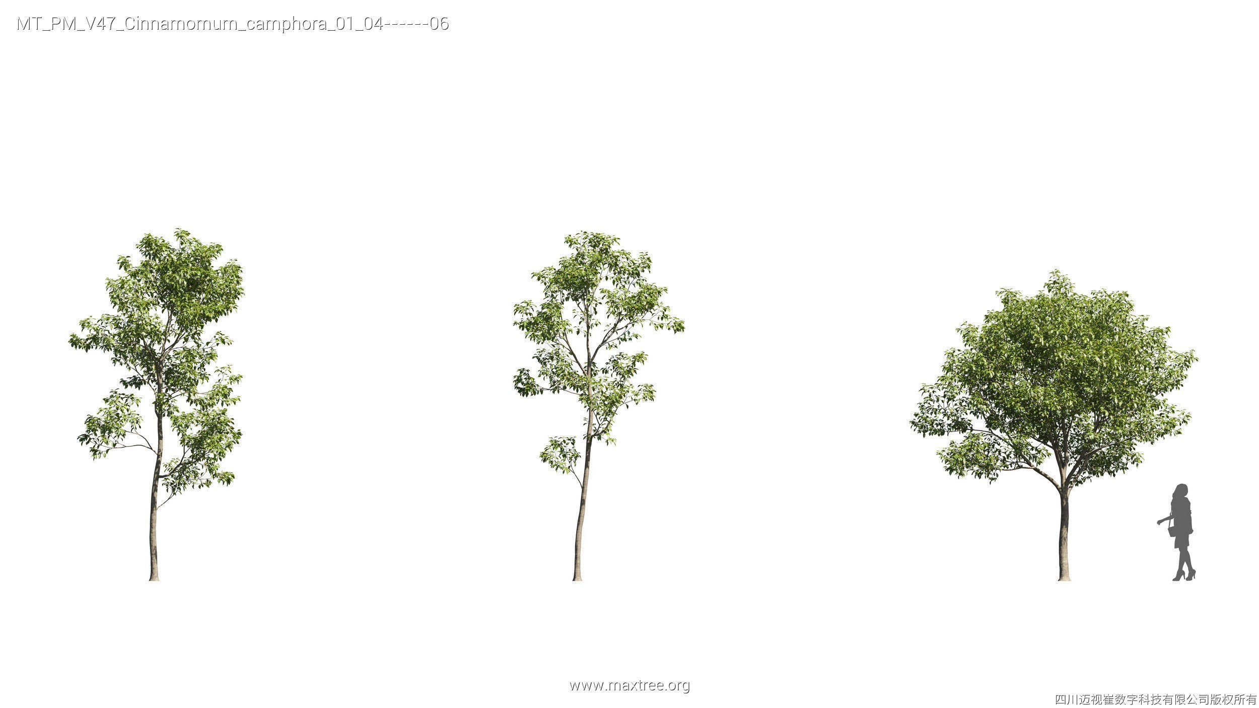 Maxtree Plant Models Vol 47 - Mesh 3D model_14