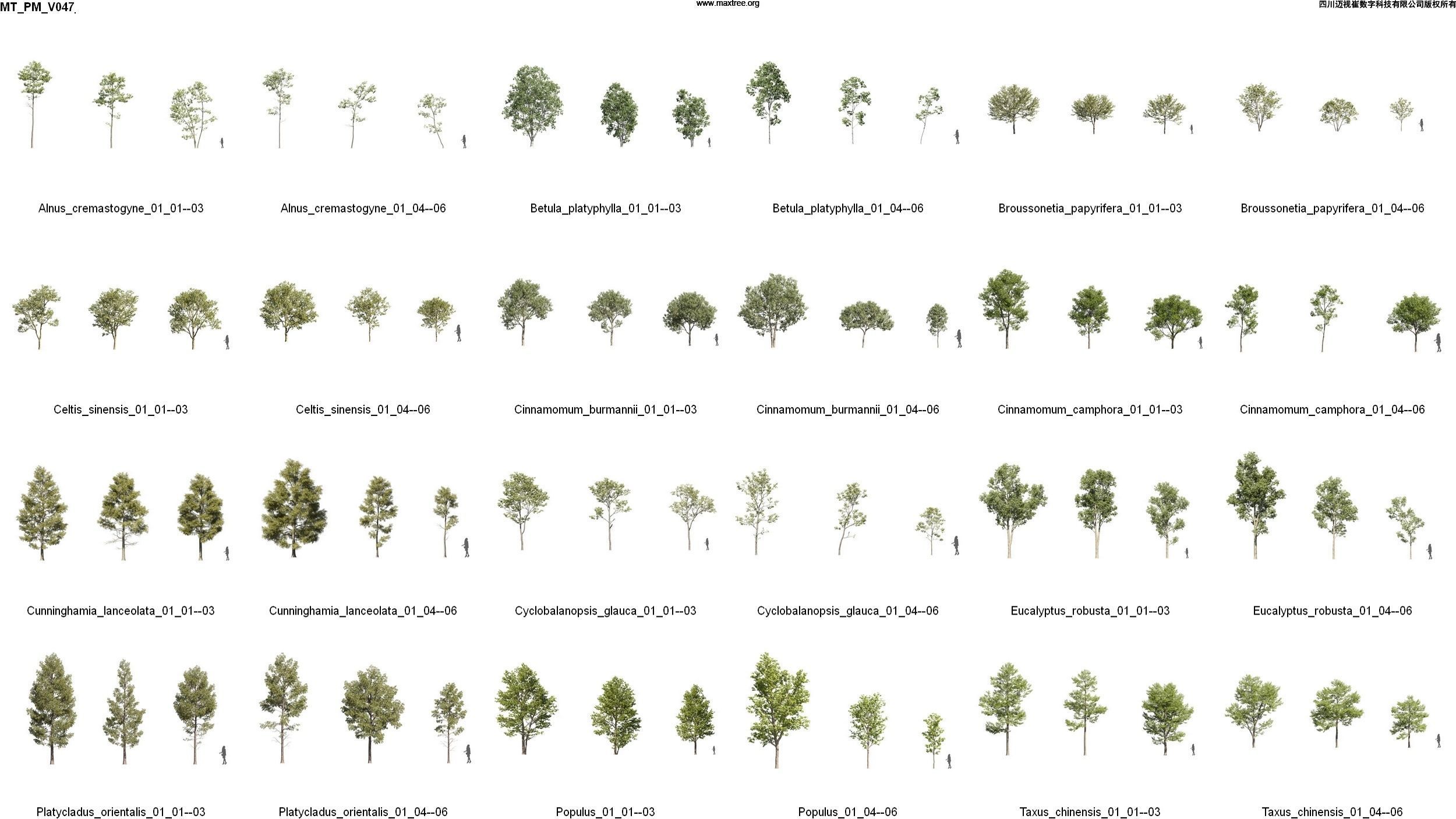 Maxtree Plant Models Vol 47 - Mesh 3D model_2