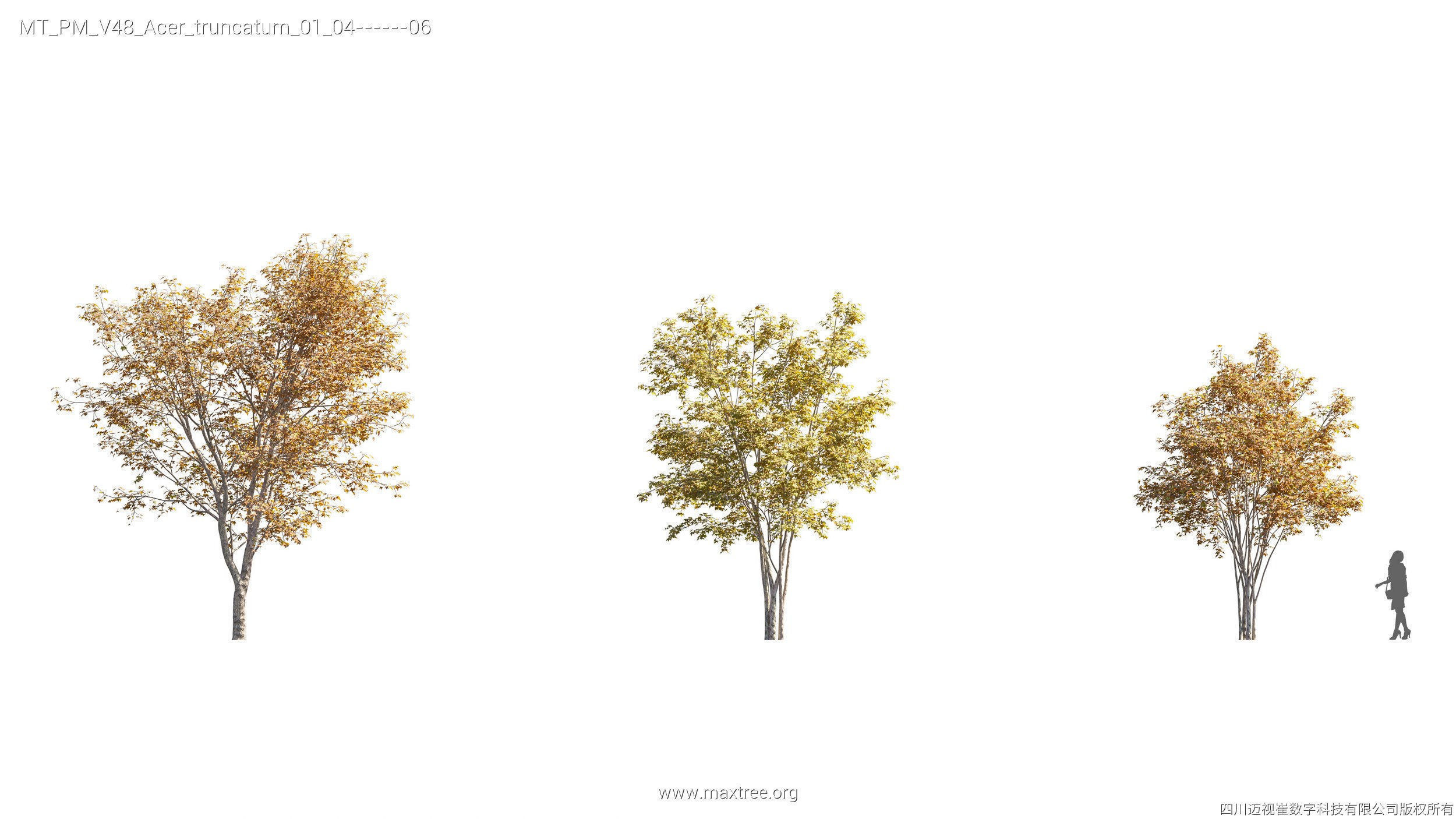 Maxtree Plant Models Vol 47 - Mesh 3D model_35