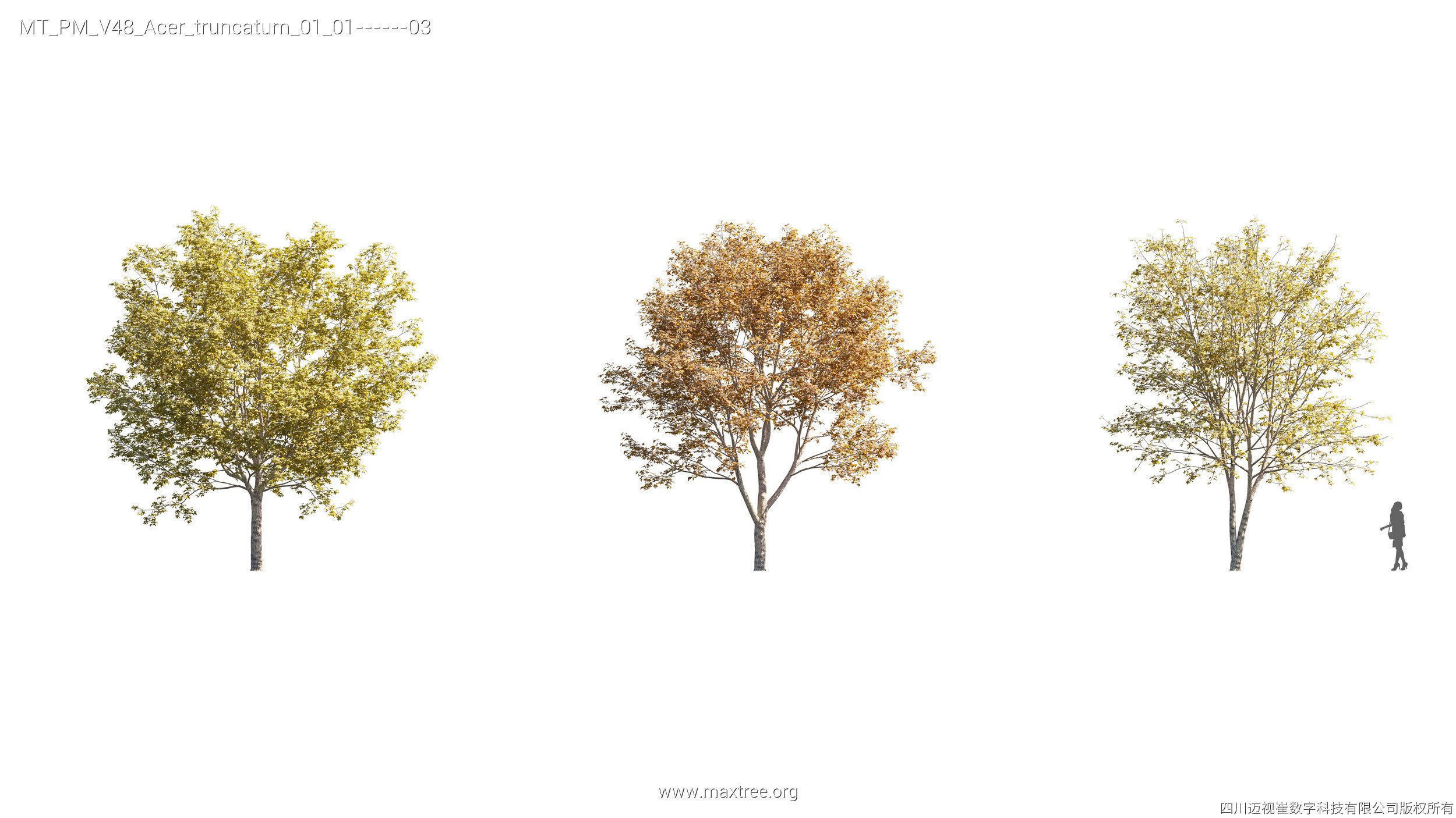 Maxtree Plant Models Vol 47 - Mesh 3D model_36