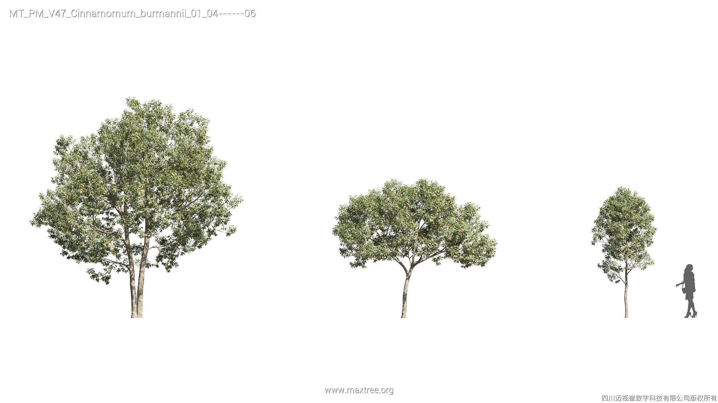 Maxtree Plant Models Vol 47 - Mesh 3D model_16