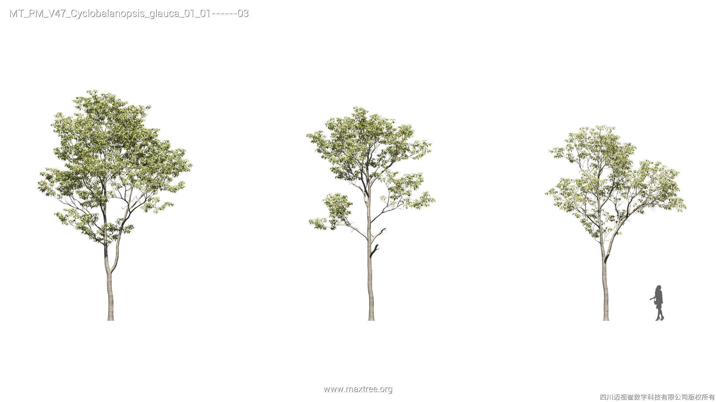 Maxtree Plant Models Vol 47 - Mesh 3D model_15