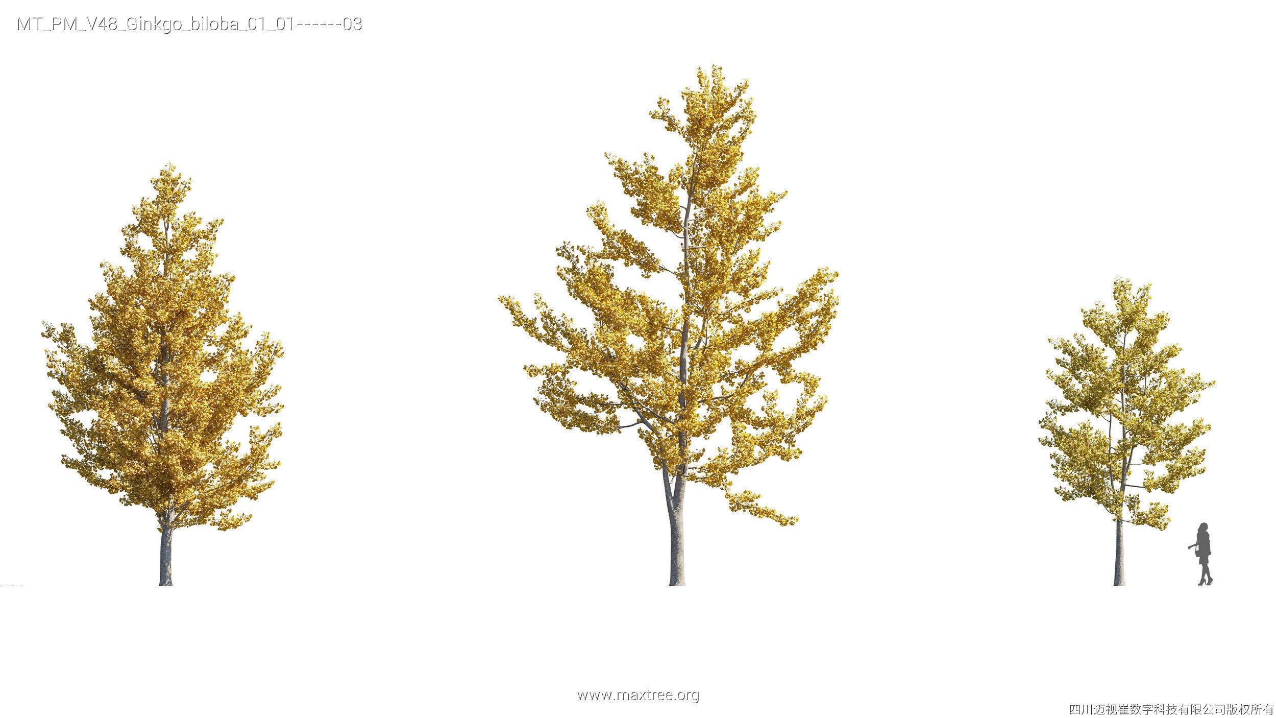 Maxtree Plant Models Vol 47 - Mesh 3D model_41