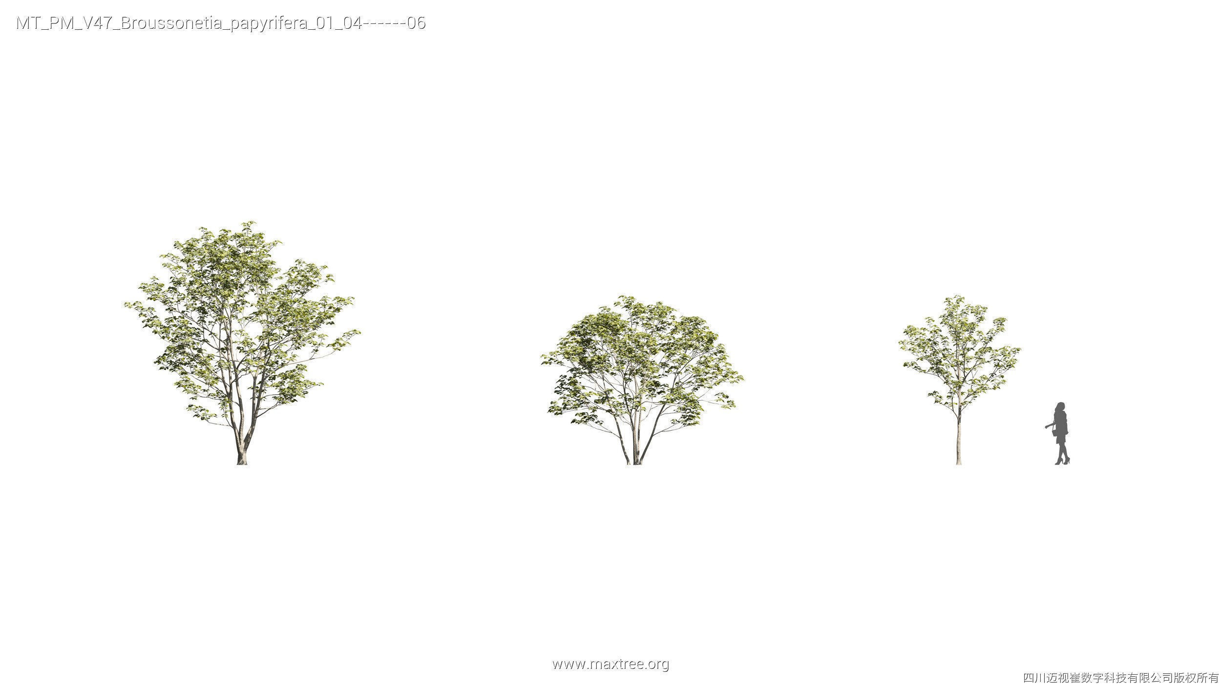 Maxtree Plant Models Vol 47 - Mesh 3D model_4