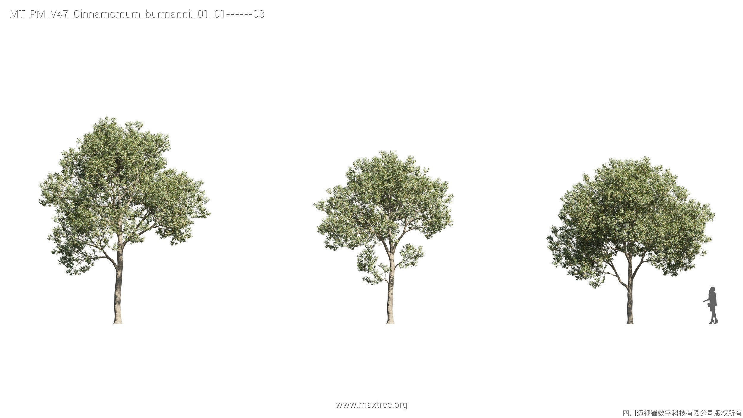 Maxtree Plant Models Vol 47 - Mesh 3D model_12