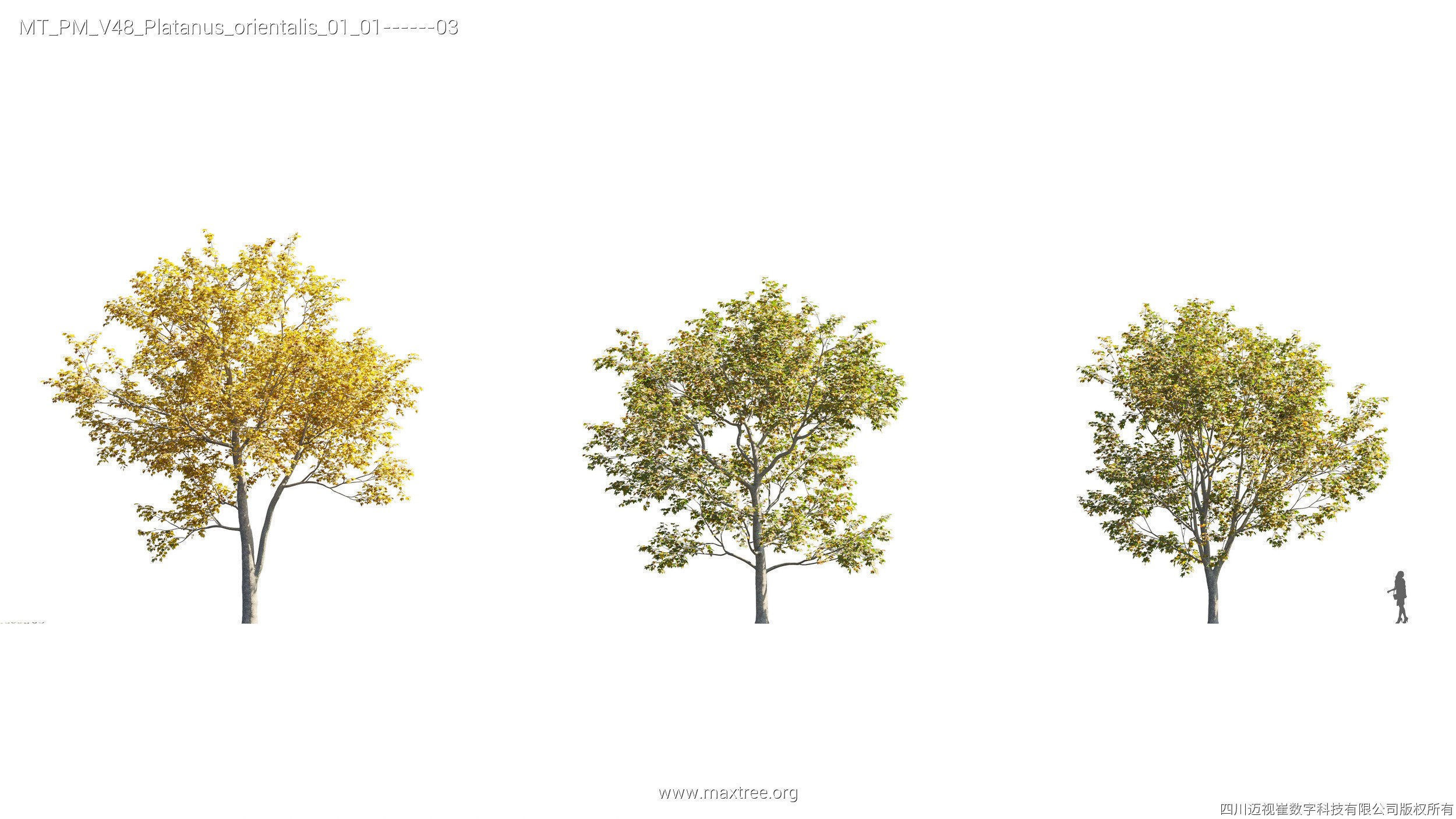 Maxtree Plant Models Vol 47 - Mesh 3D model_42