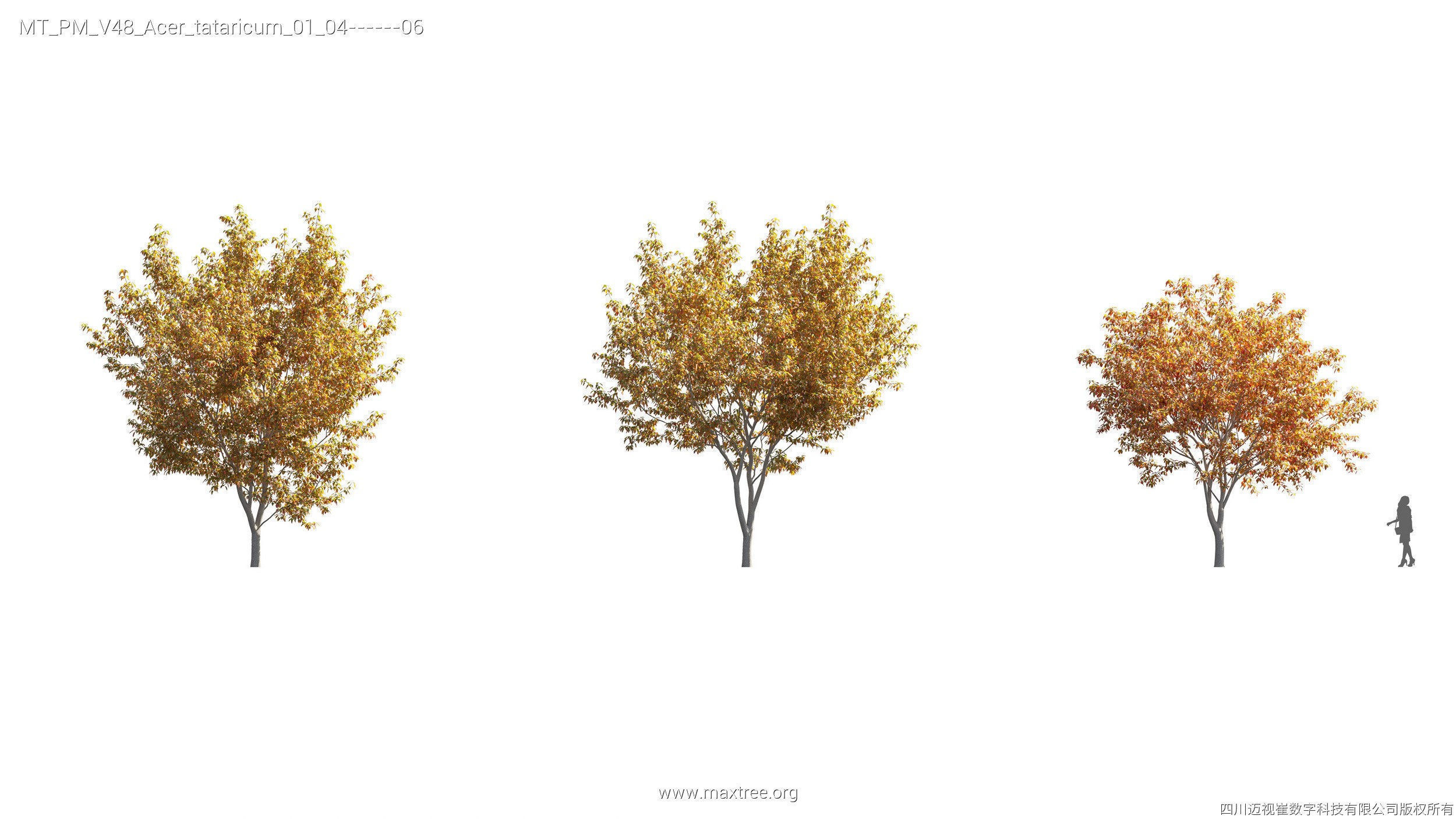 Maxtree Plant Models Vol 47 - Mesh 3D model_34