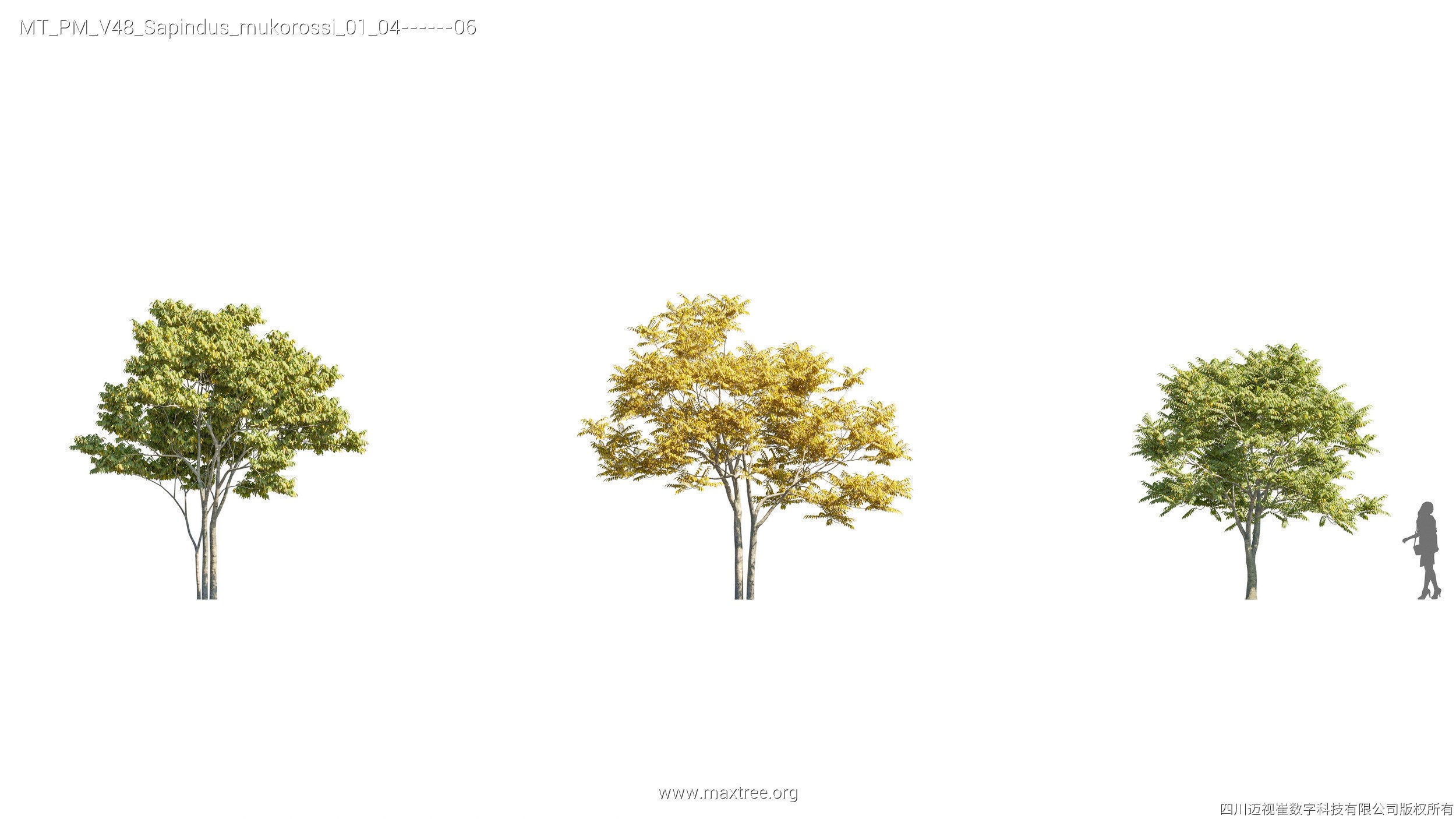 Maxtree Plant Models Vol 47 - Mesh 3D model_27