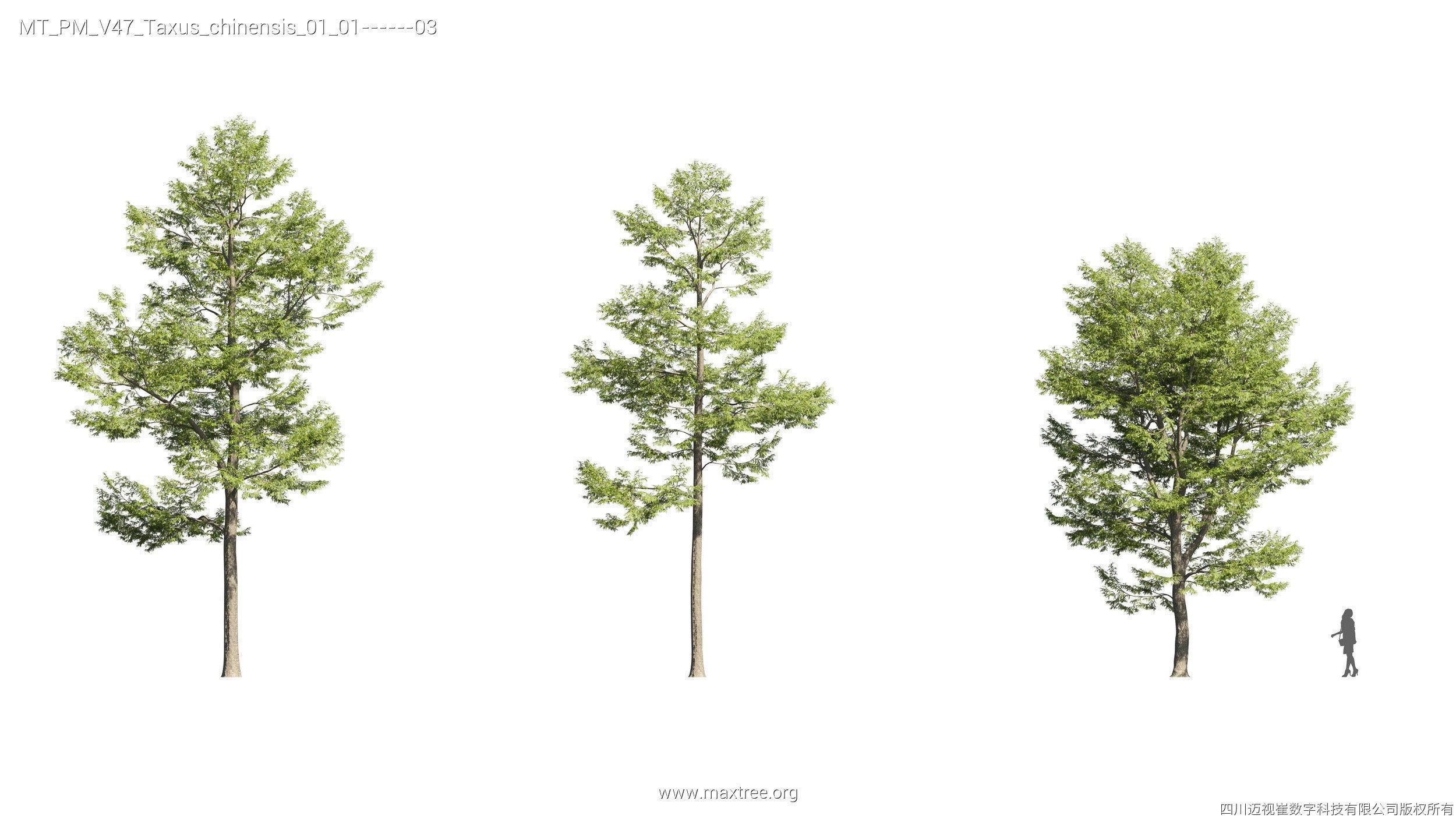 Maxtree Plant Models Vol 47 - Mesh 3D model_8