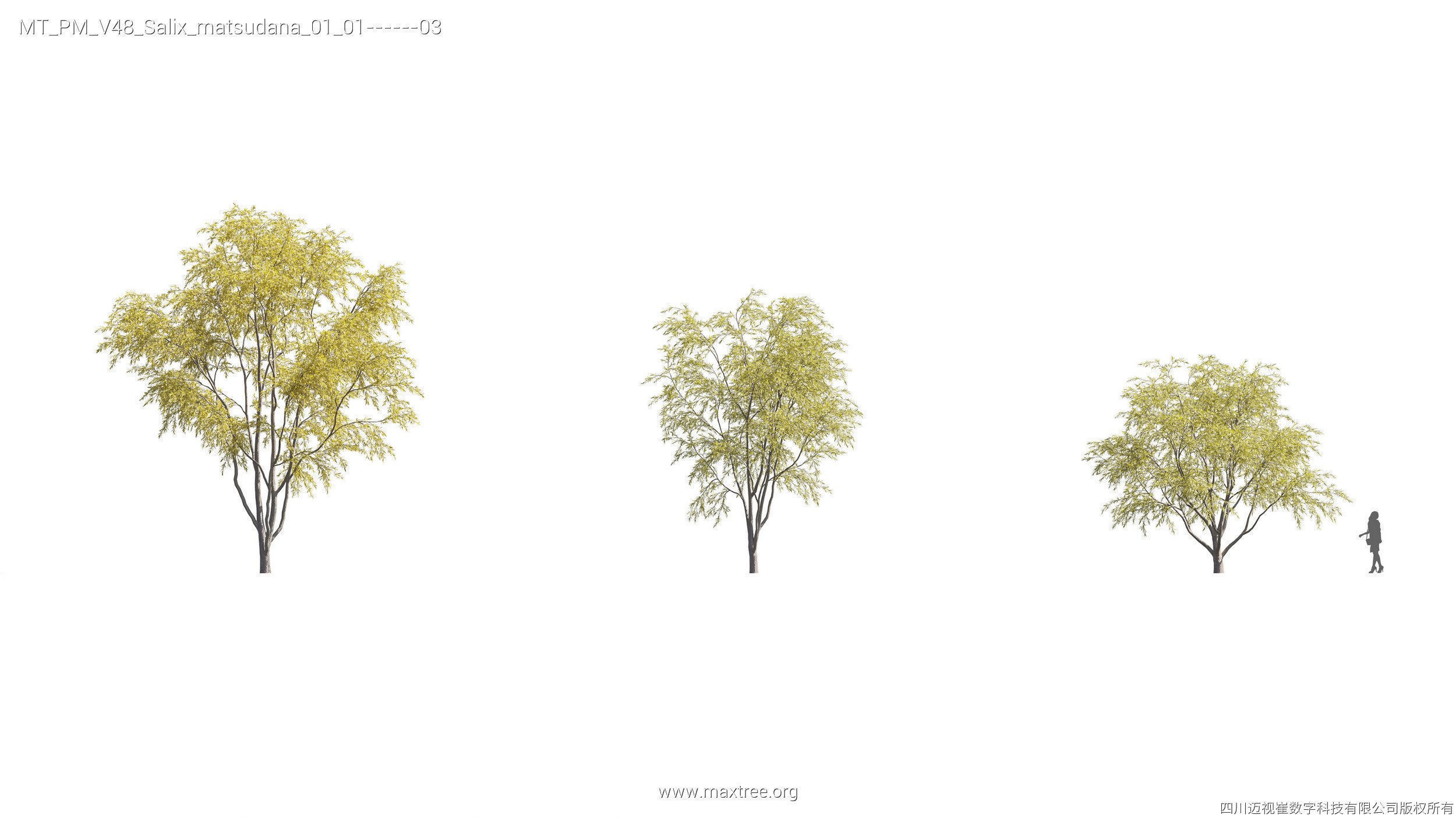 Maxtree Plant Models Vol 47 - Mesh 3D model_43