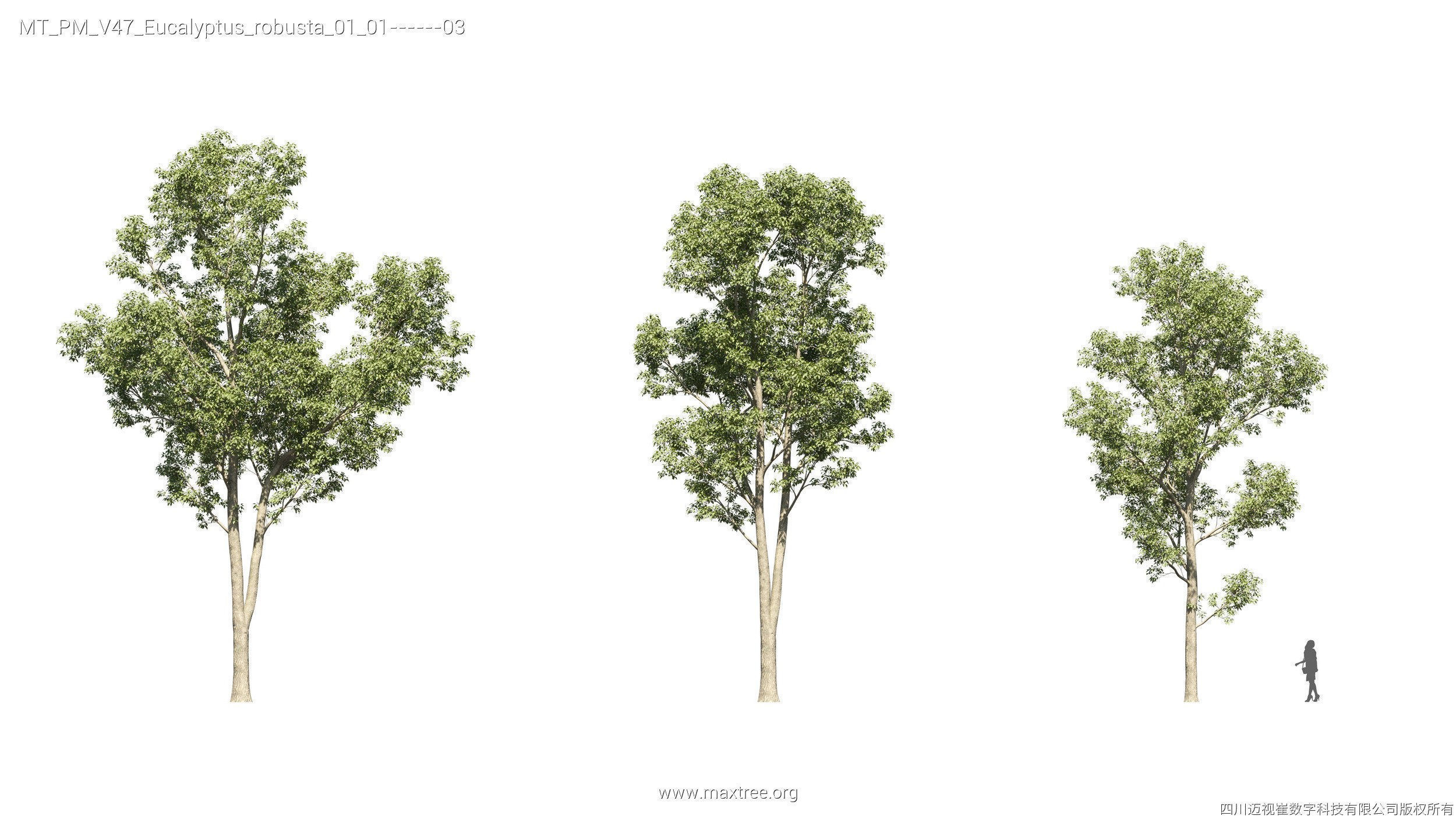 Maxtree Plant Models Vol 47 - Mesh 3D model_25