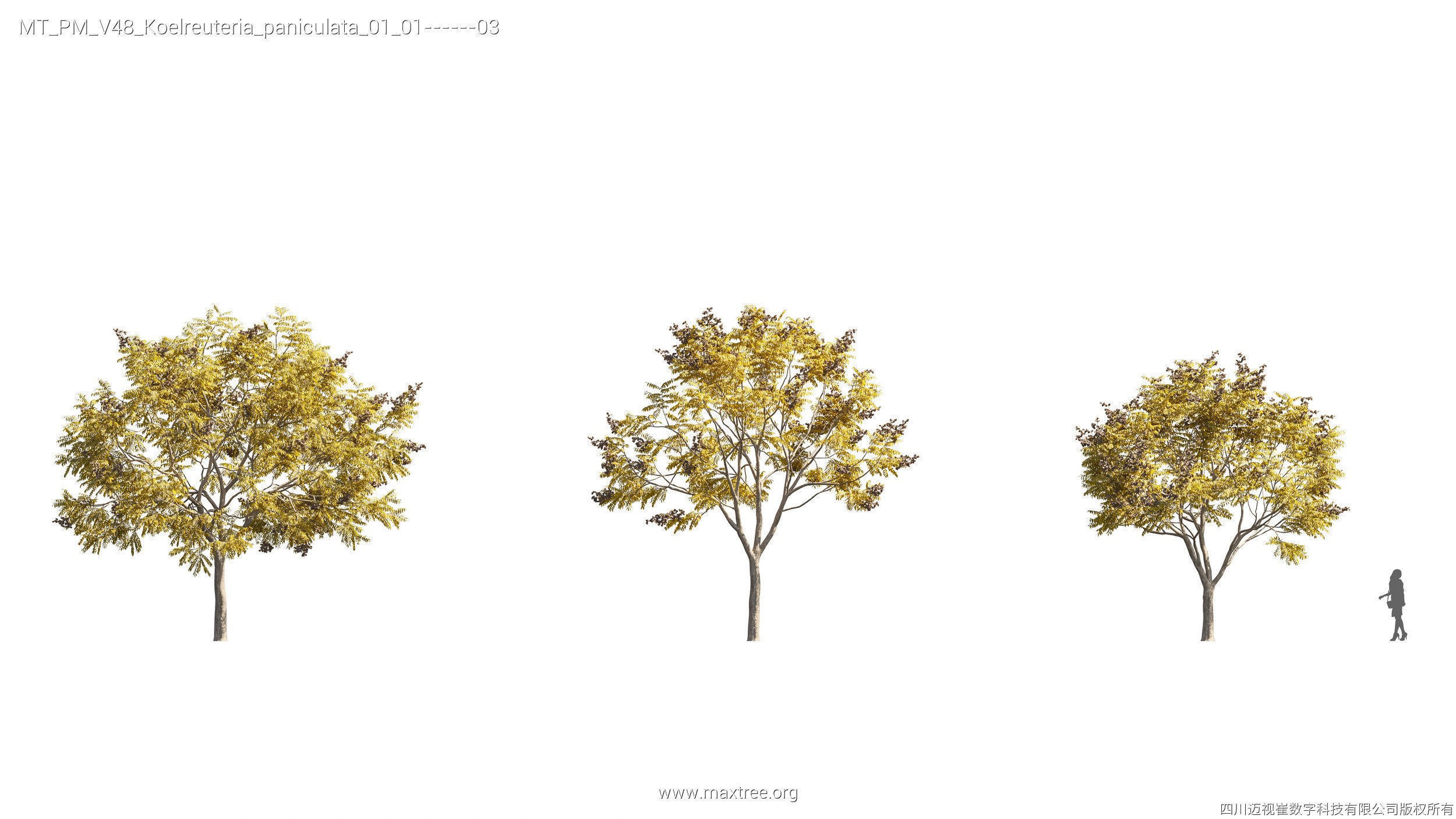 Maxtree Plant Models Vol 47 - Mesh 3D model_39