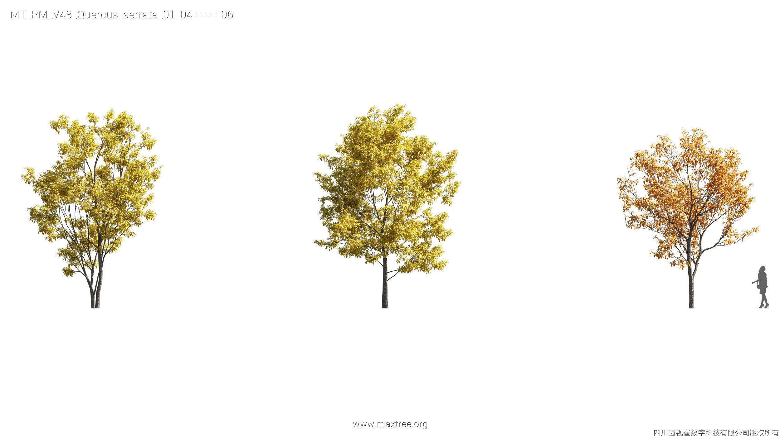 Maxtree Plant Models Vol 47 - Mesh 3D model_50