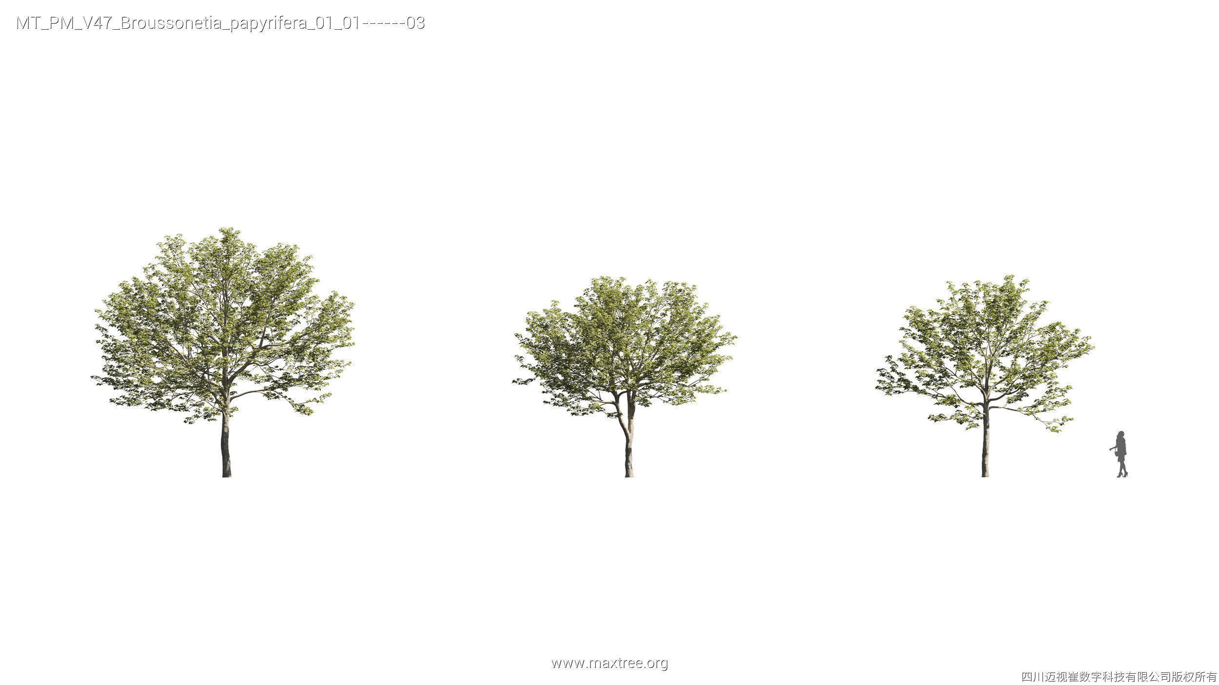 Maxtree Plant Models Vol 47 - Mesh 3D model_7