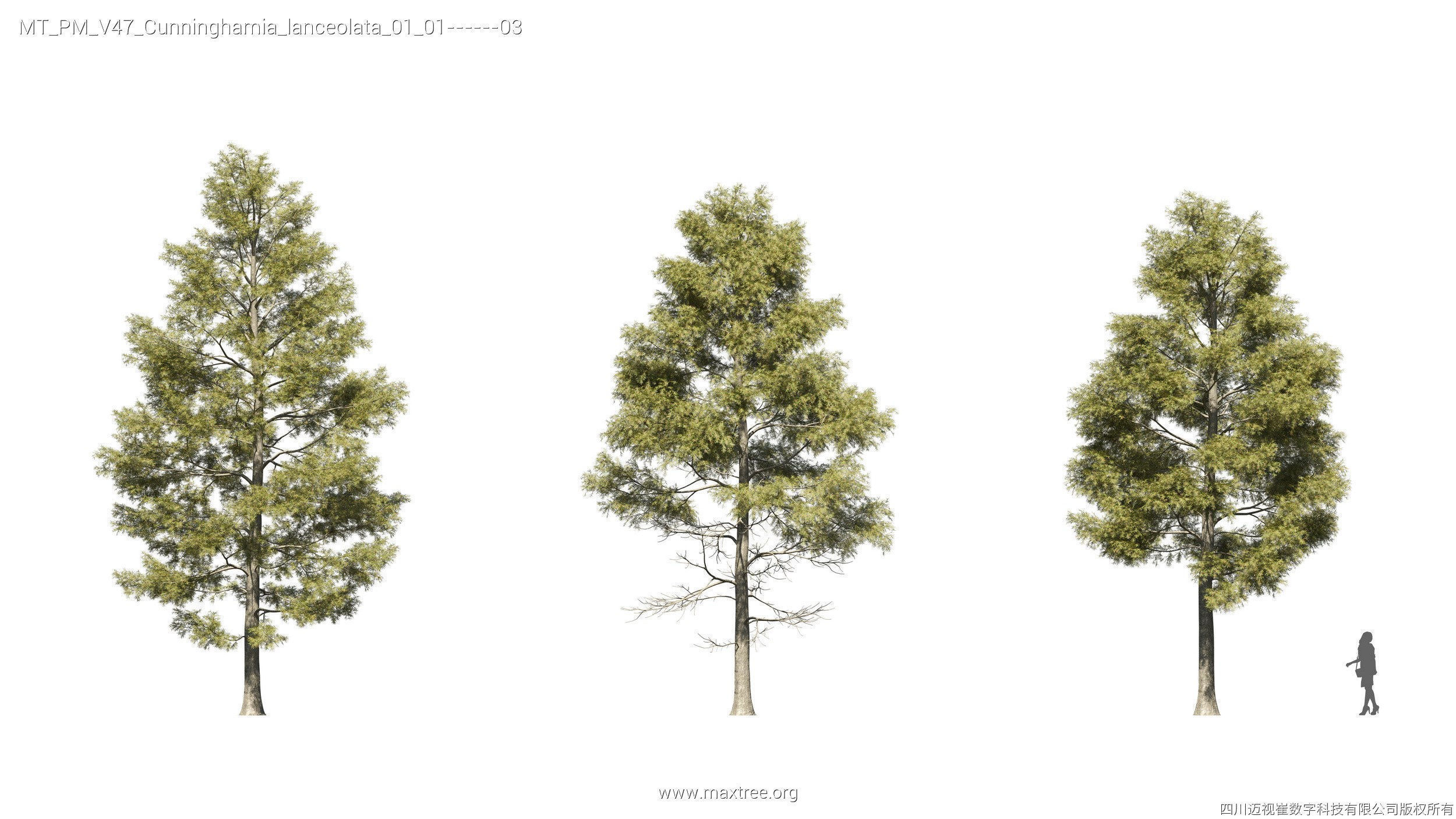 Maxtree Plant Models Vol 47 - Mesh 3D model_24