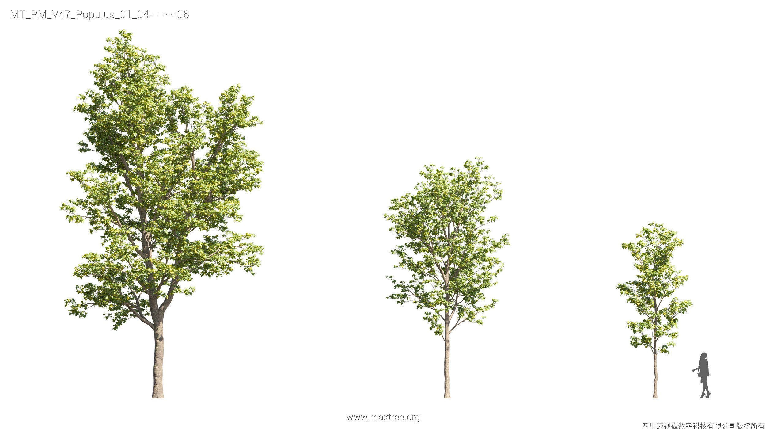 Maxtree Plant Models Vol 47 - Mesh 3D model_23