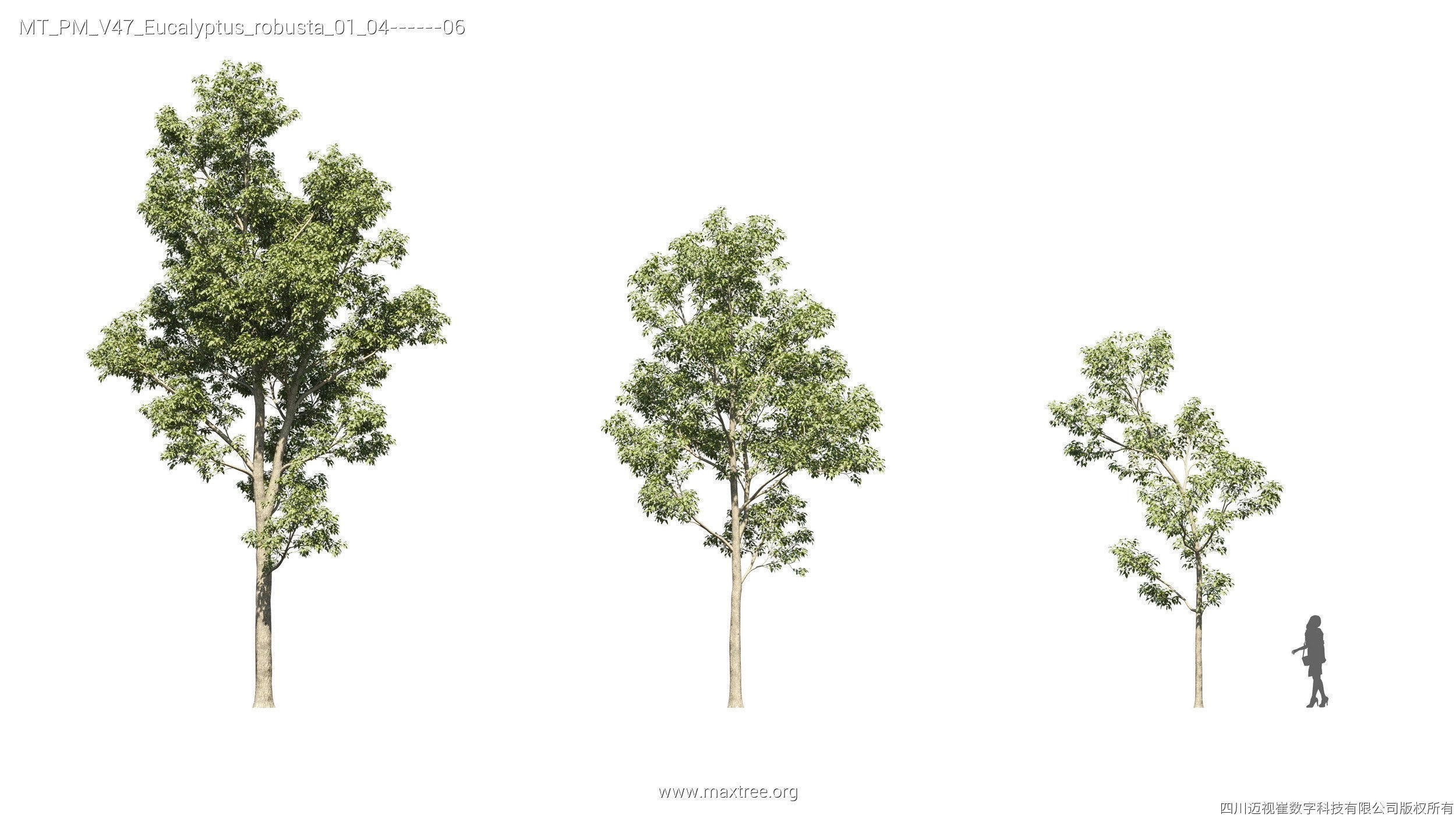 Maxtree Plant Models Vol 47 - Mesh 3D model_17