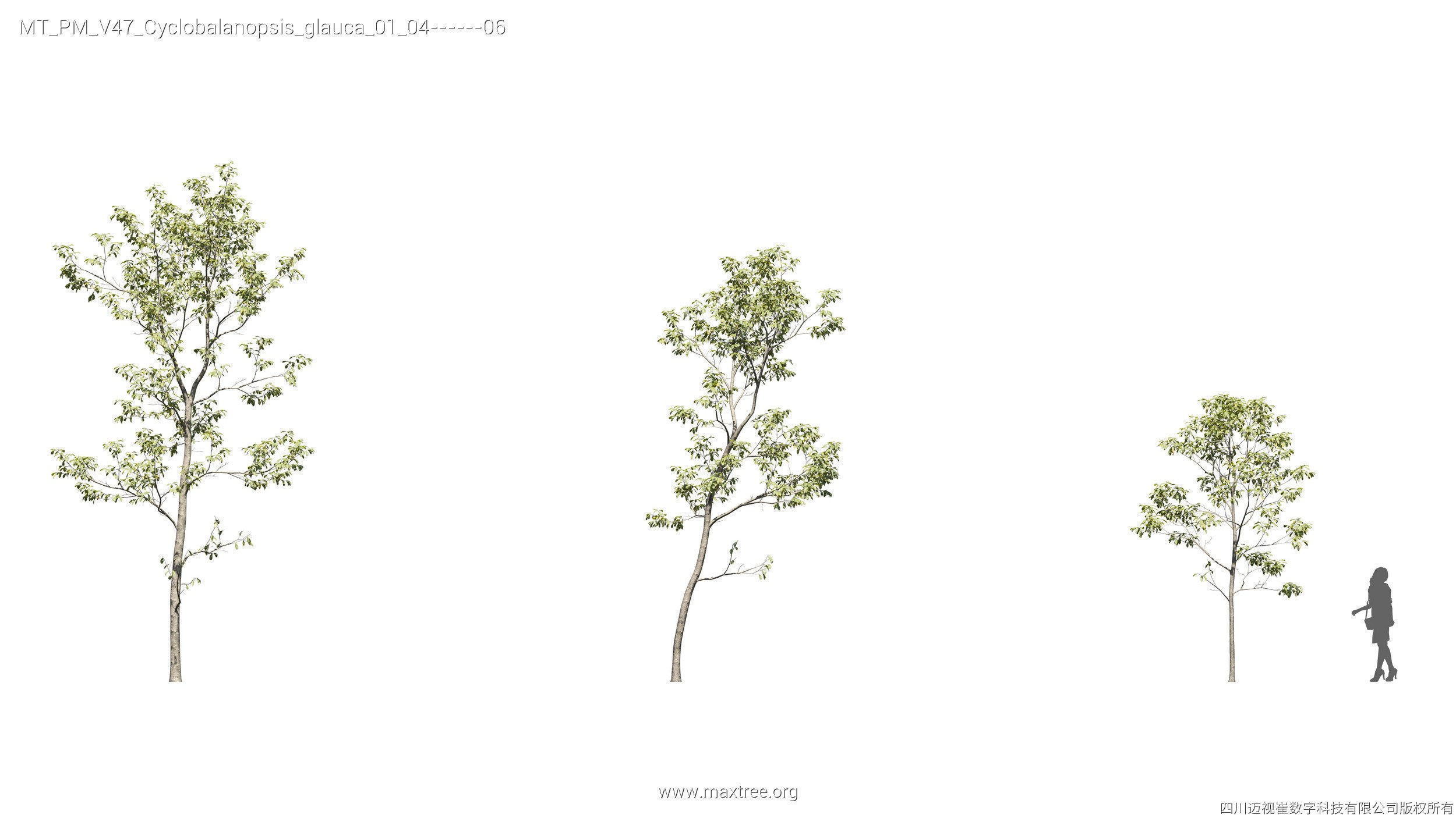 Maxtree Plant Models Vol 47 - Mesh 3D model_11