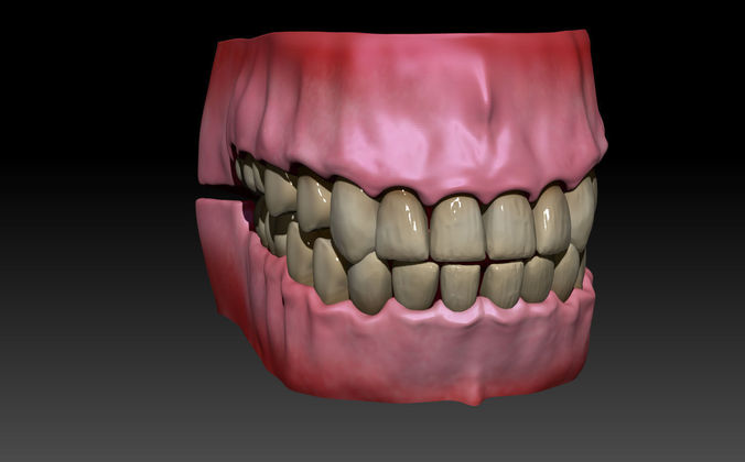 Gums and teeth 3D model