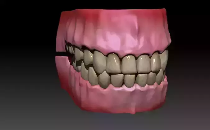 Gums and teeth 3D model