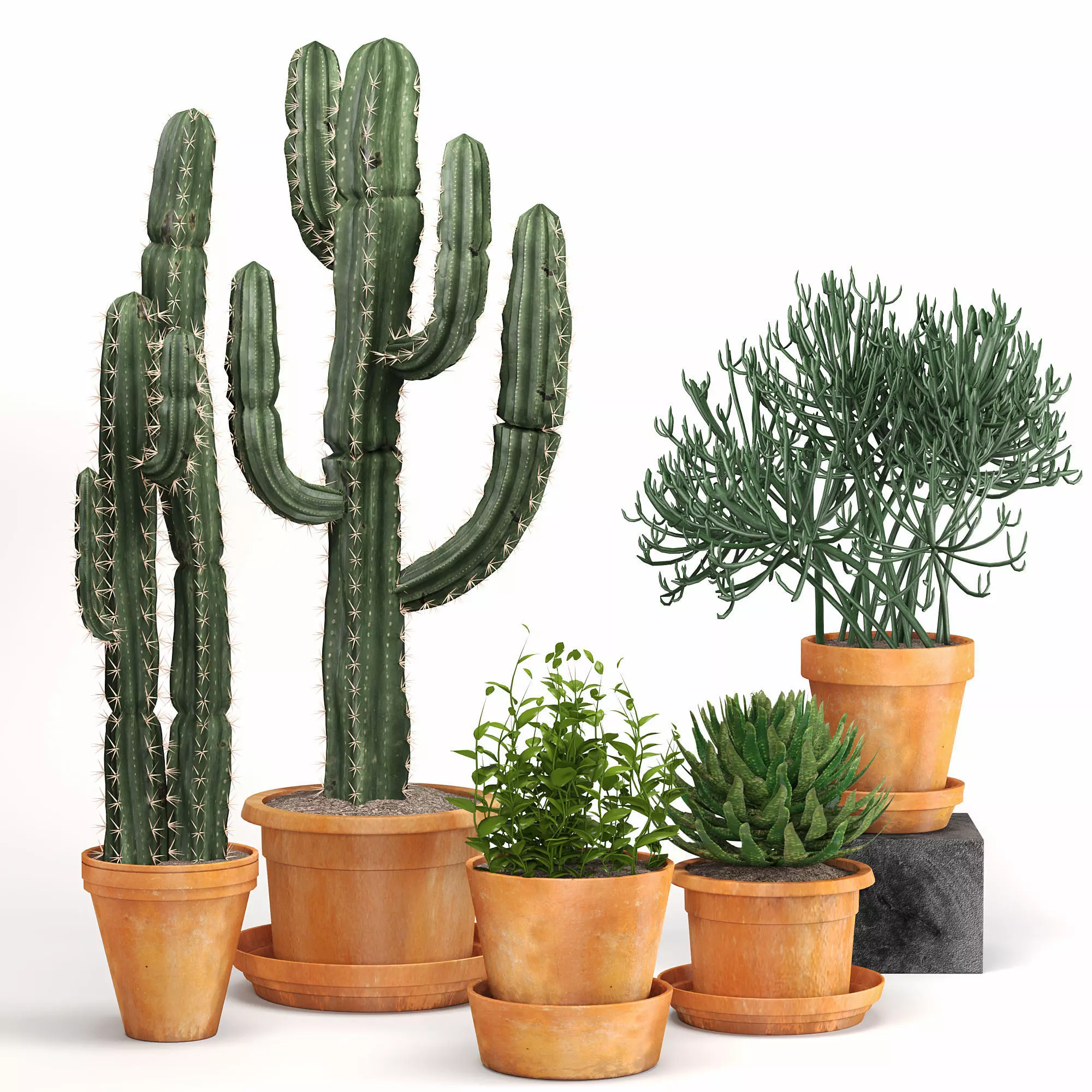 Indoor Plants Cactus In Clay Pot Set 04 3D model