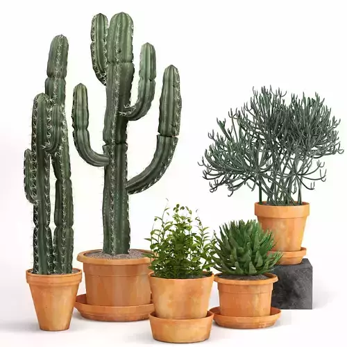  Indoor Plants Cactus In Clay Pot Set 04 3D model