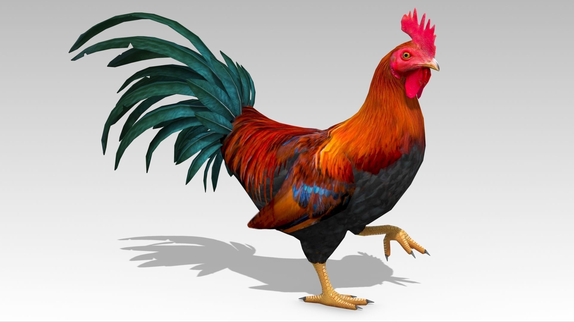 Rooster Low-poly 3D model_7